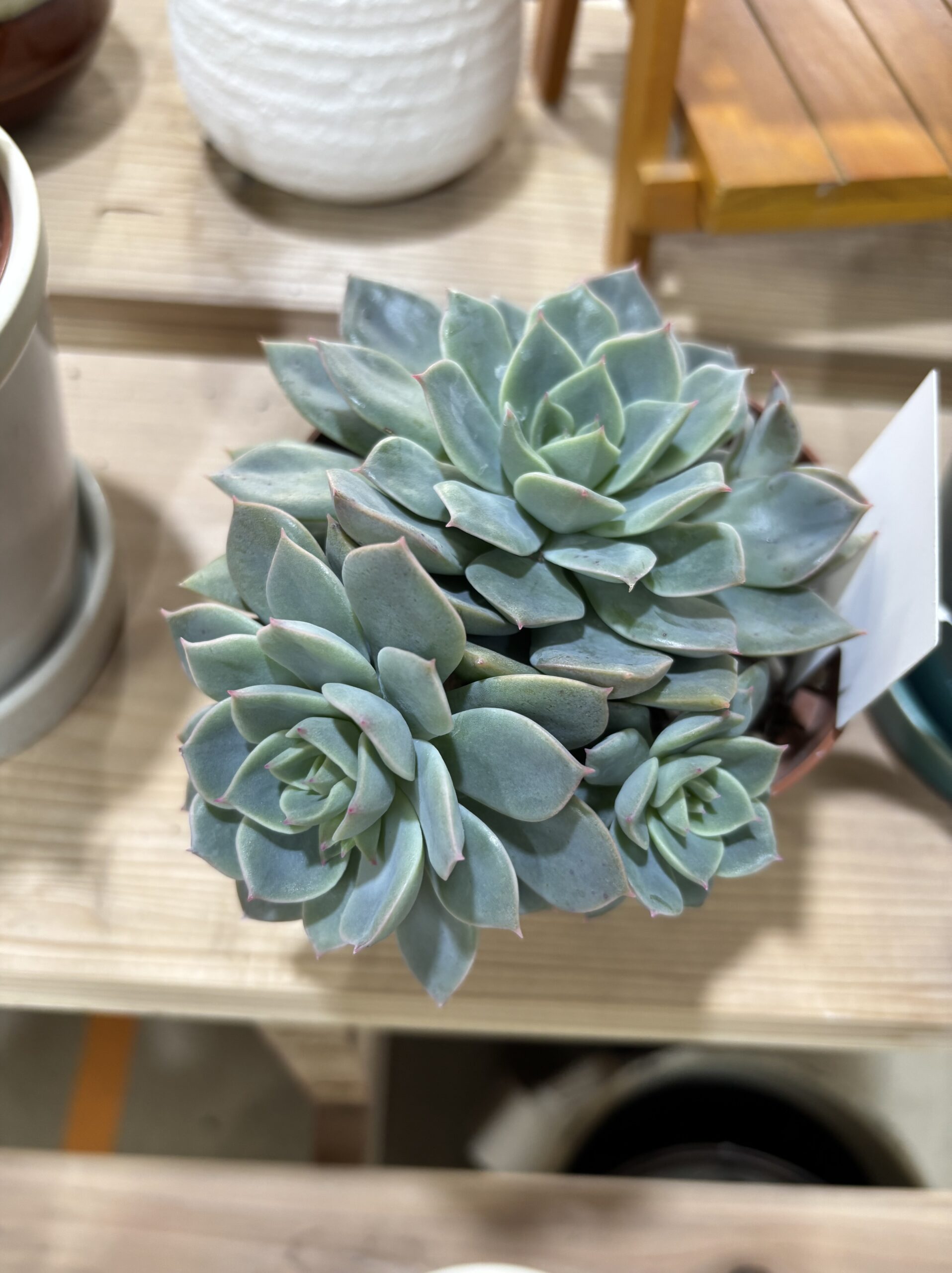 エケベリア各種　４寸 - 画像 (15)