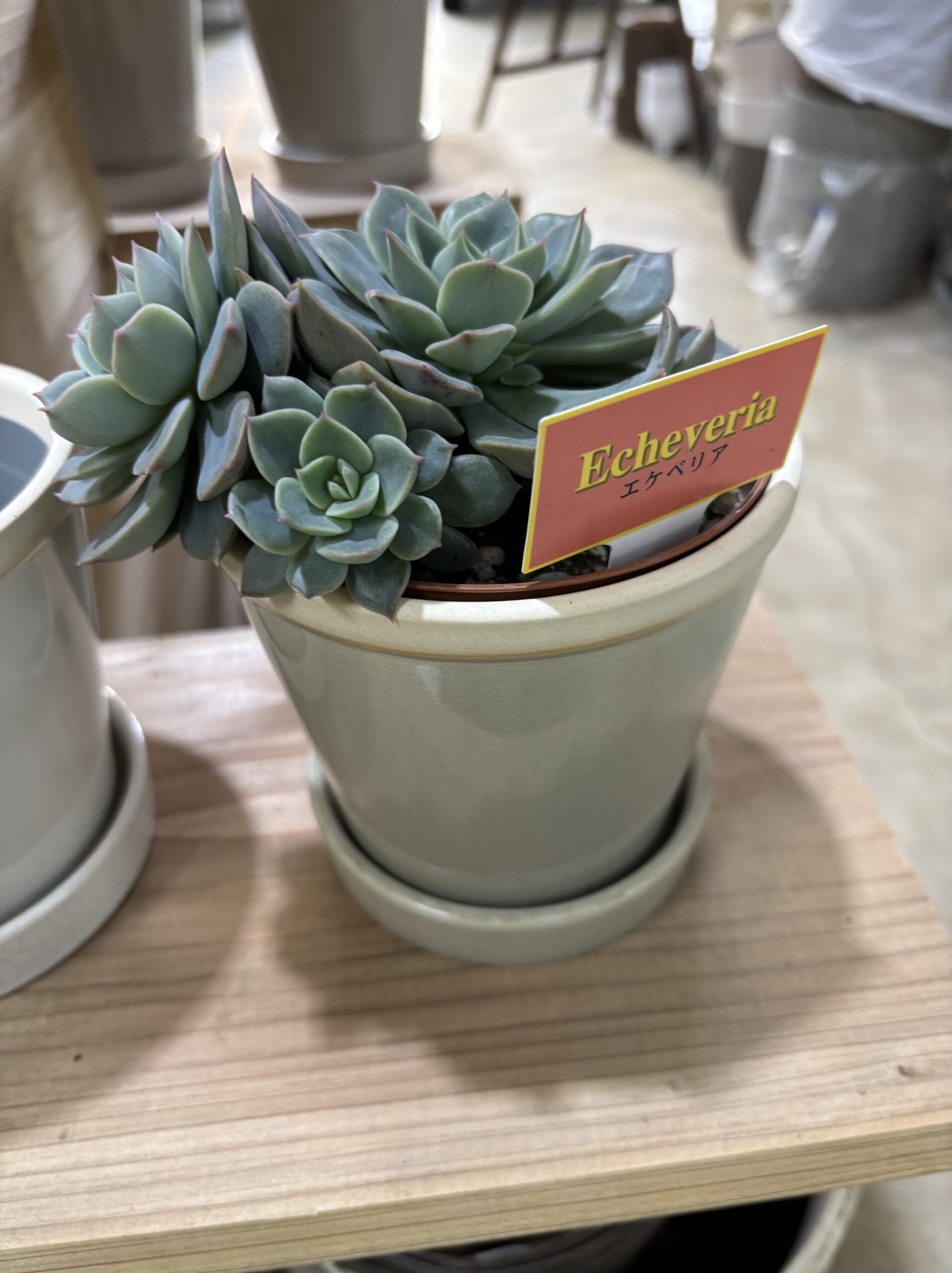 エケベリア各種　４寸 - 画像 (16)