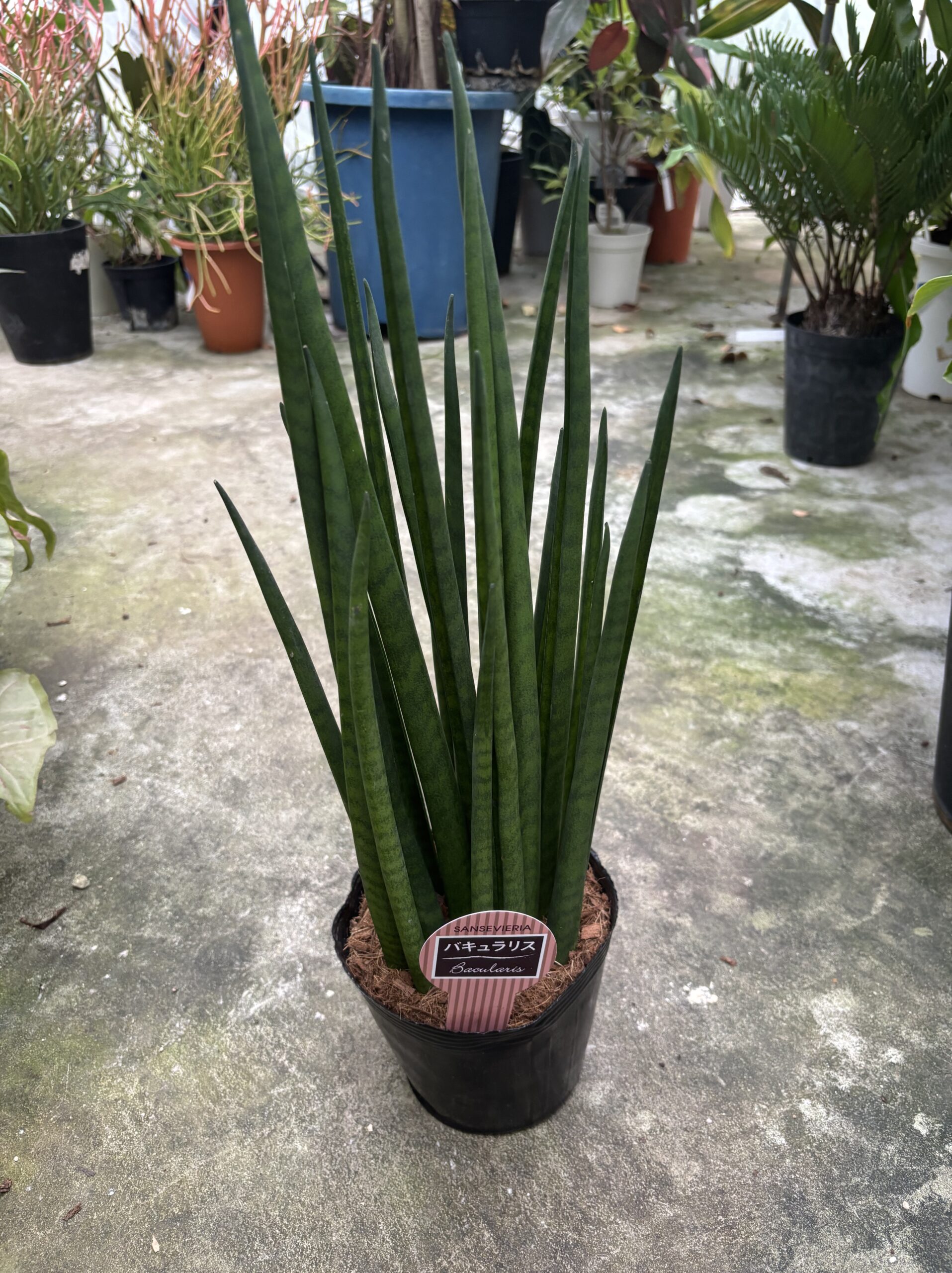 サンスベリア 混合 5号
