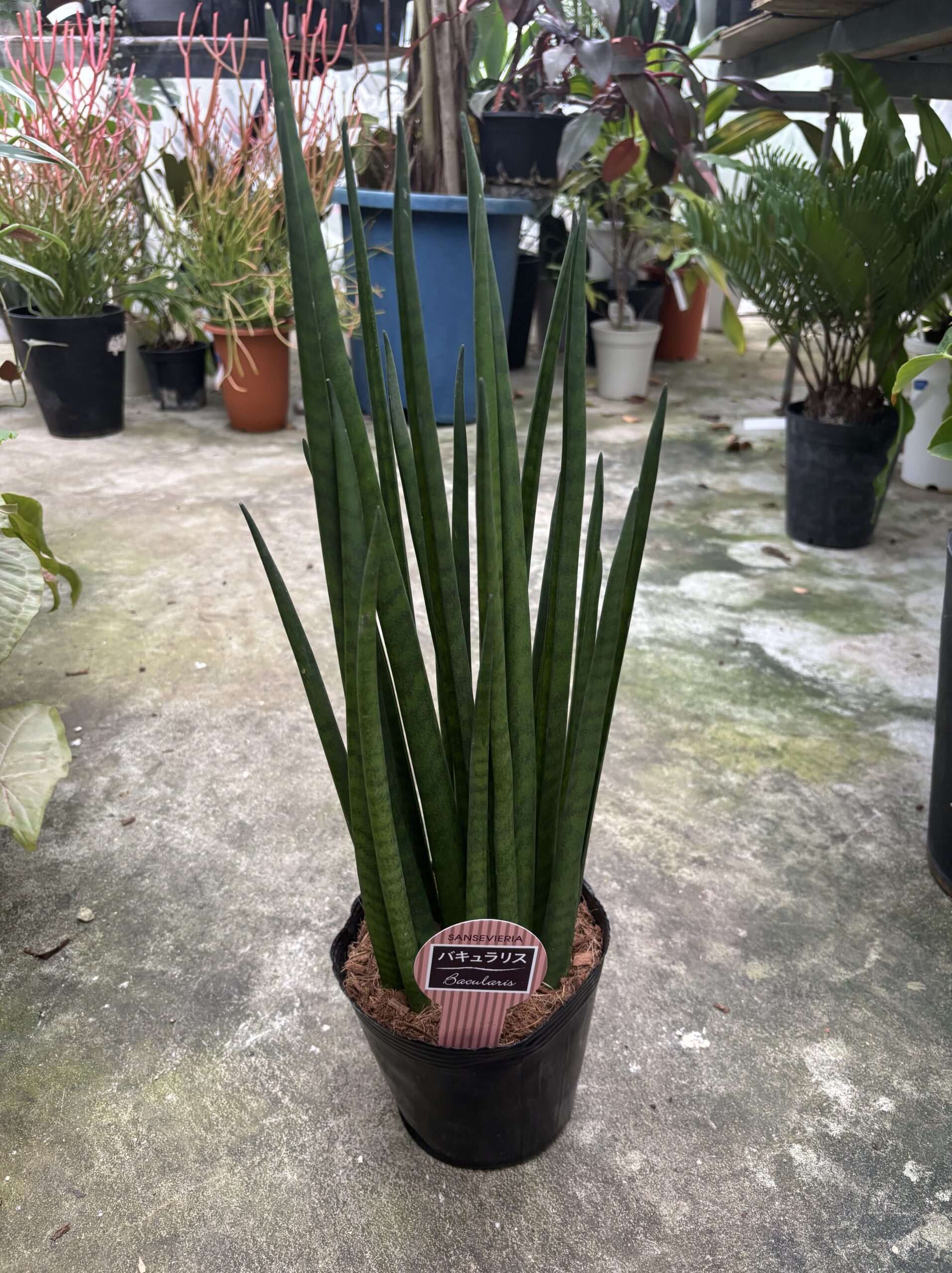 サンスベリア　混合　5号 - 画像 (2)