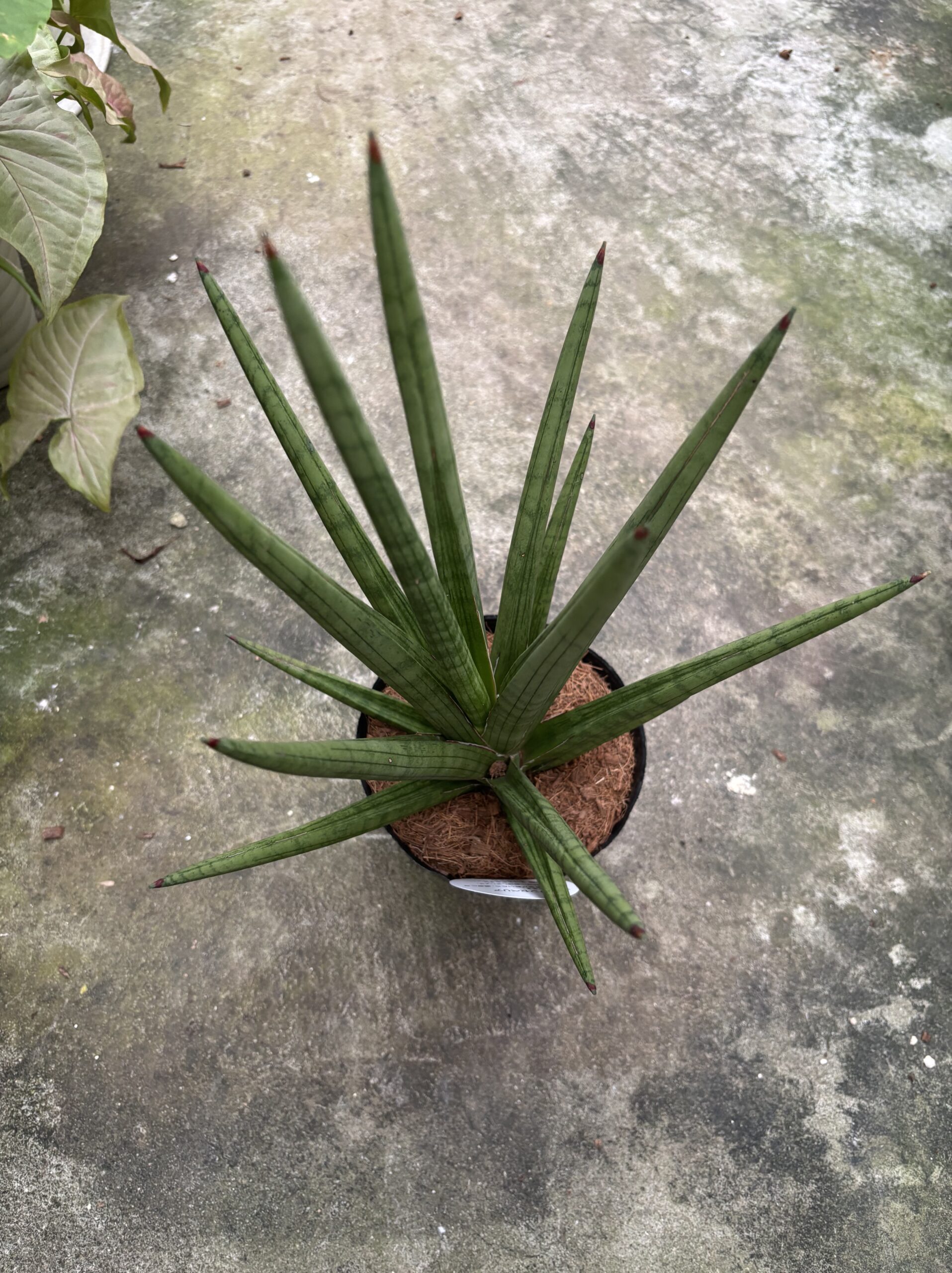 サンスベリア　混合　5号 - 画像 (5)