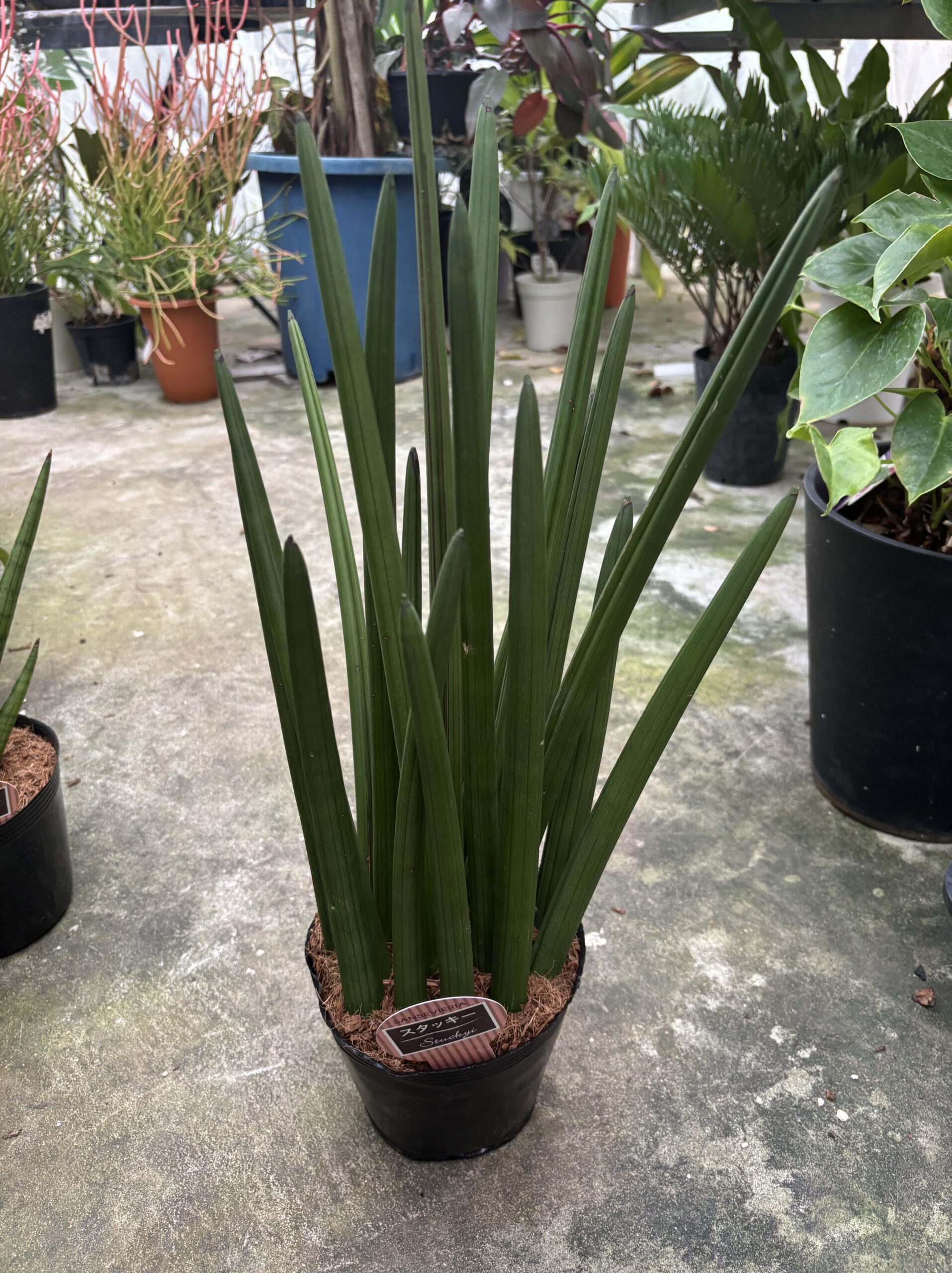 サンスベリア　混合　5号 - 画像 (10)