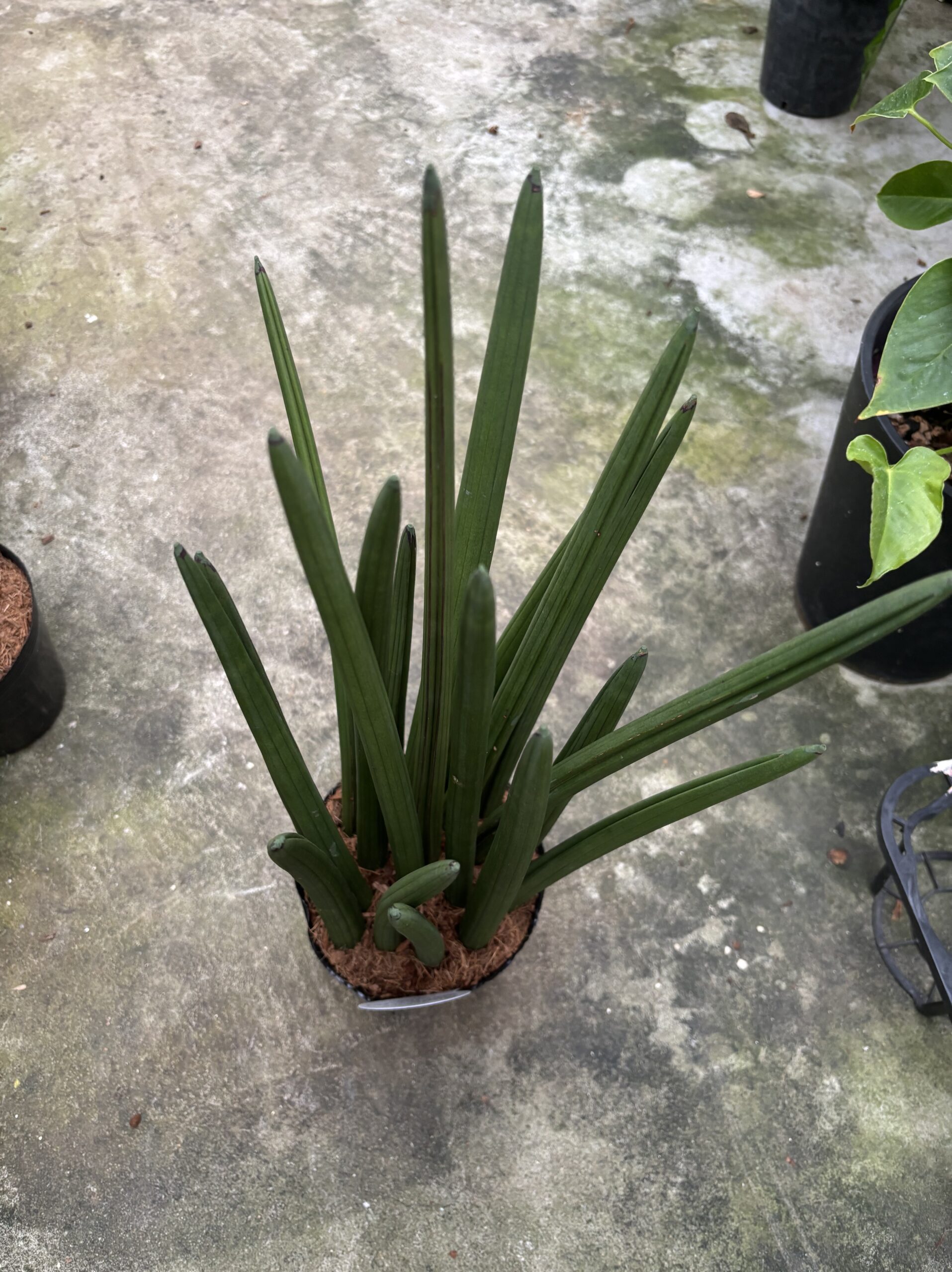 サンスベリア　混合　5号 - 画像 (9)