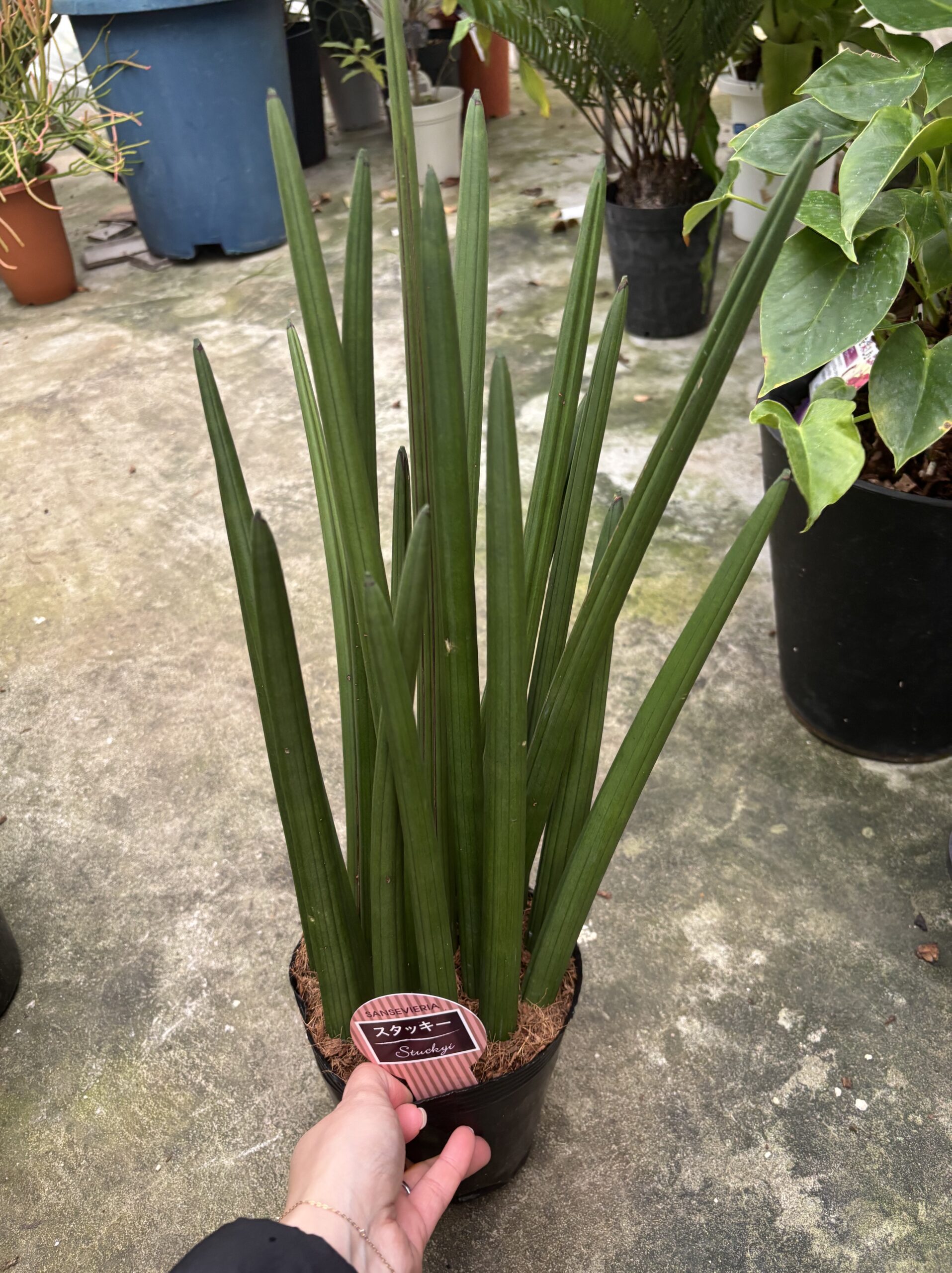 サンスベリア　混合　5号 - 画像 (8)