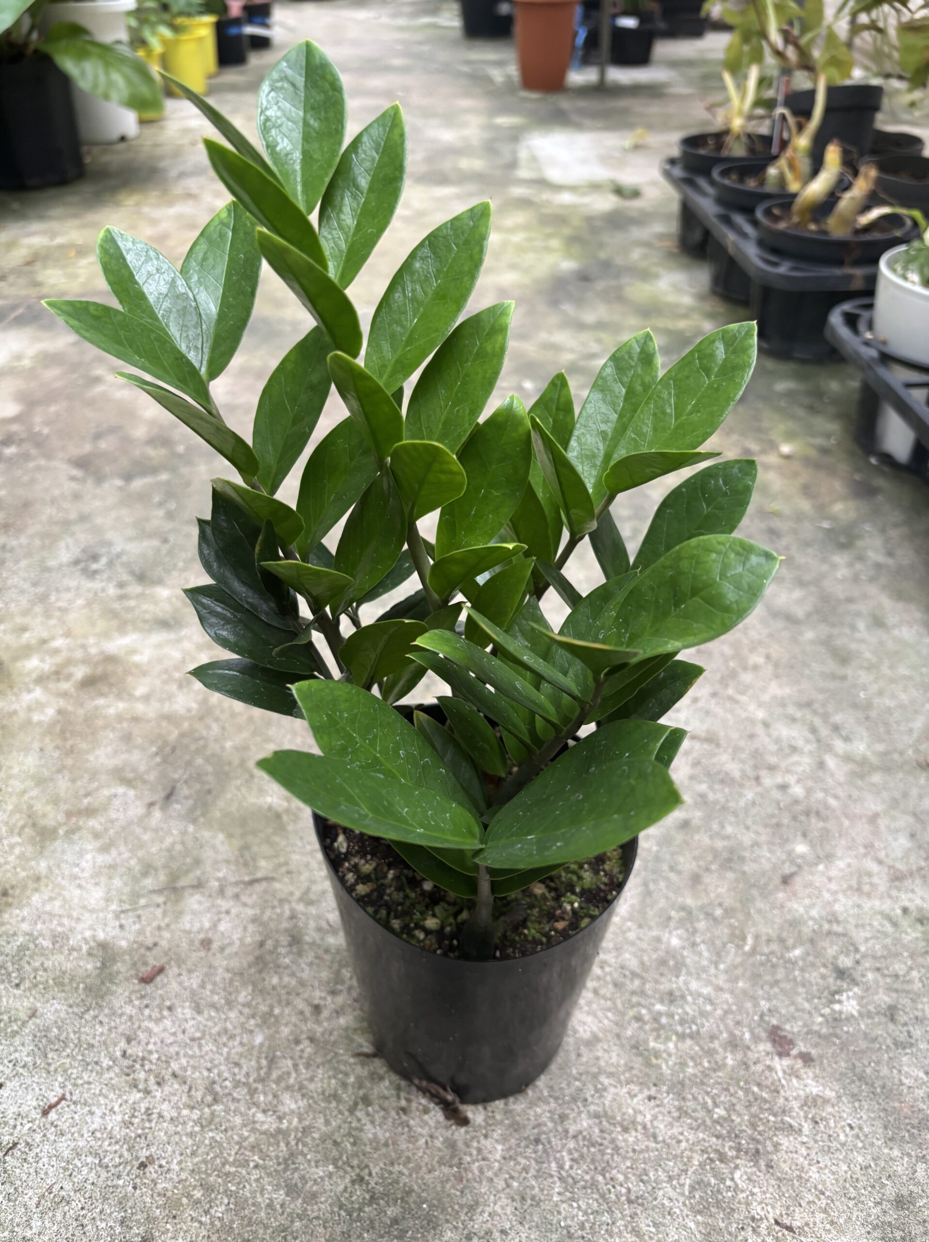 ザミオクルカス - 画像 (5)