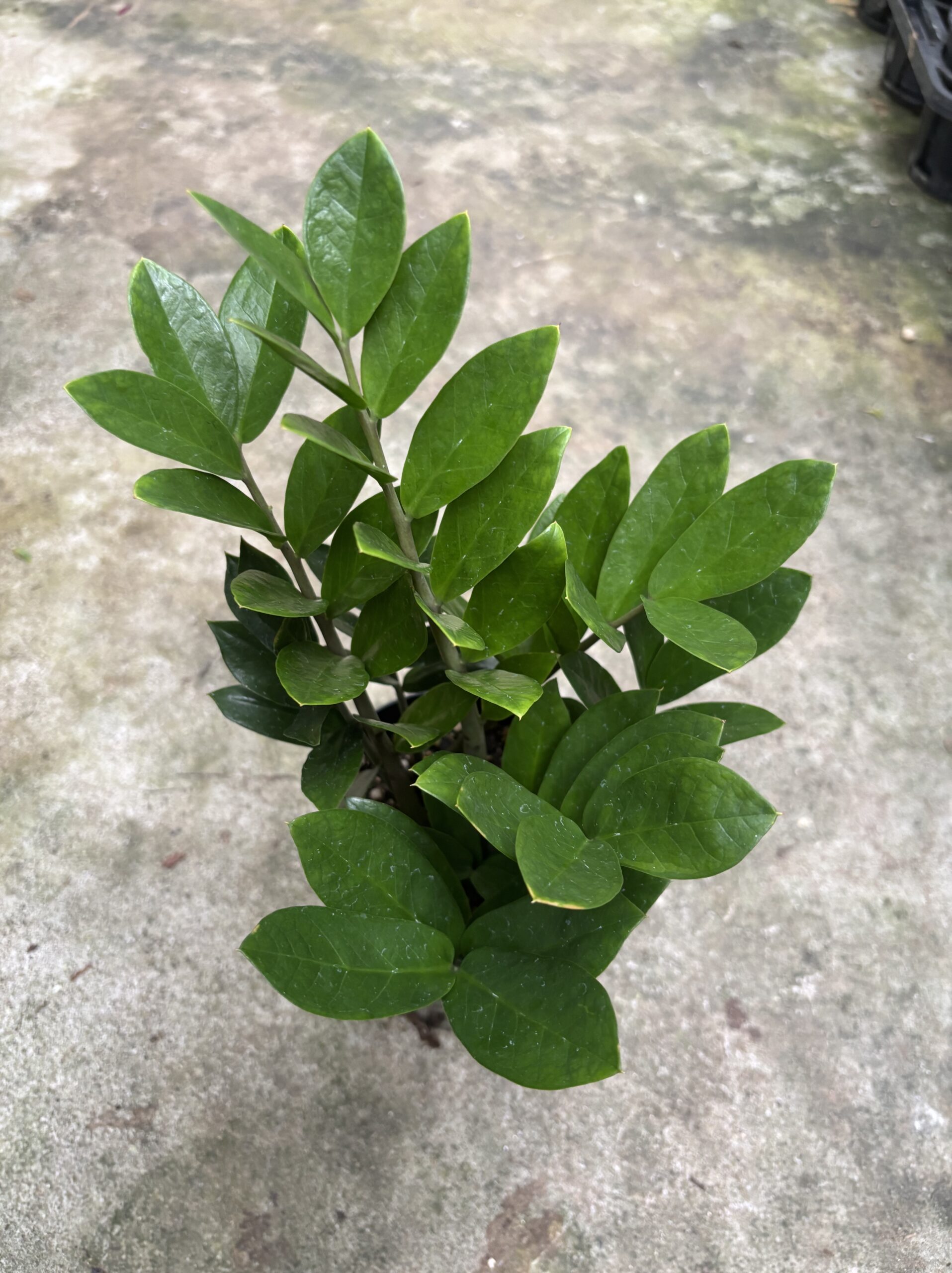 ザミオクルカス - 画像 (6)