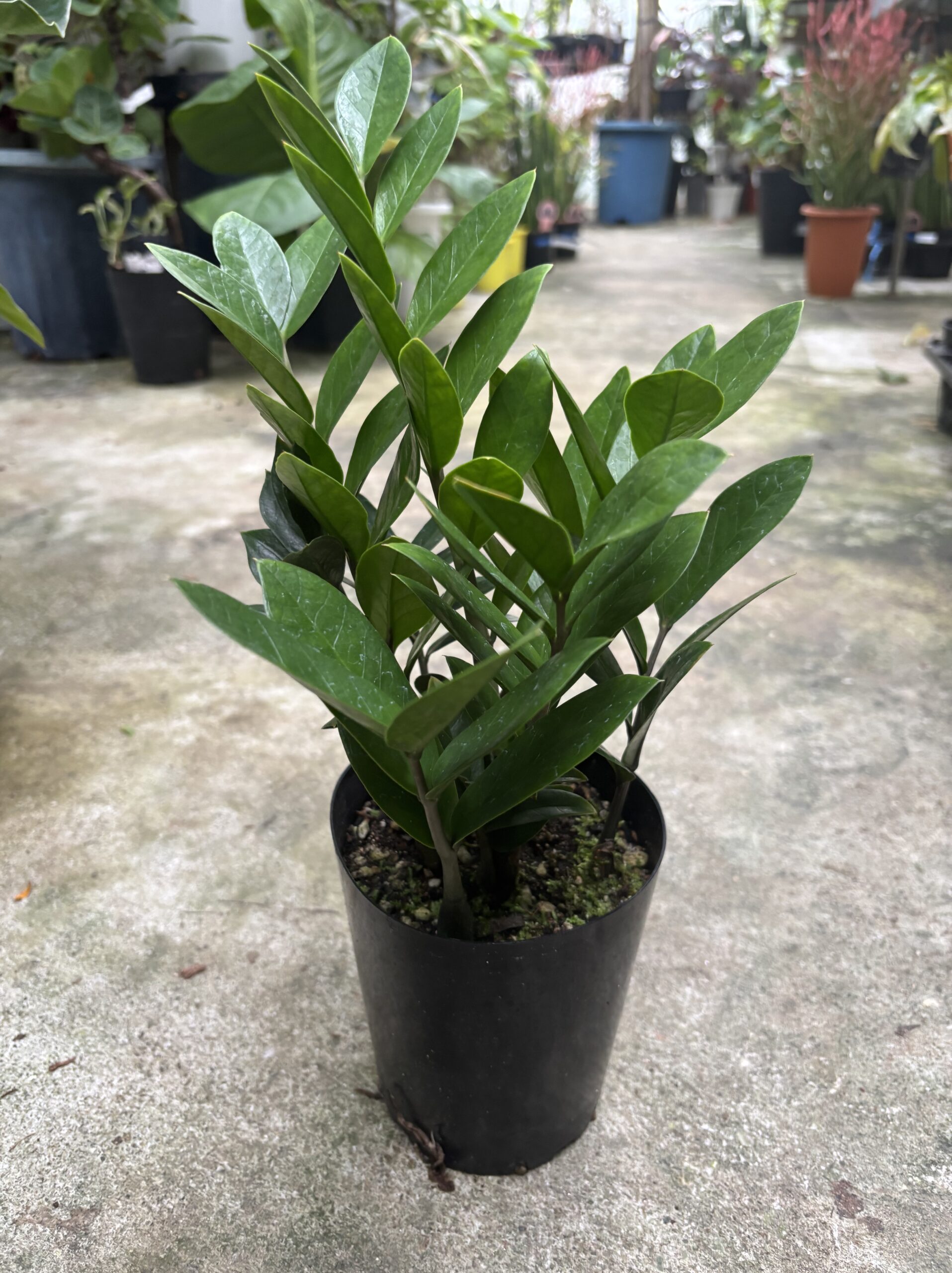 ザミオクルカス - 画像 (7)