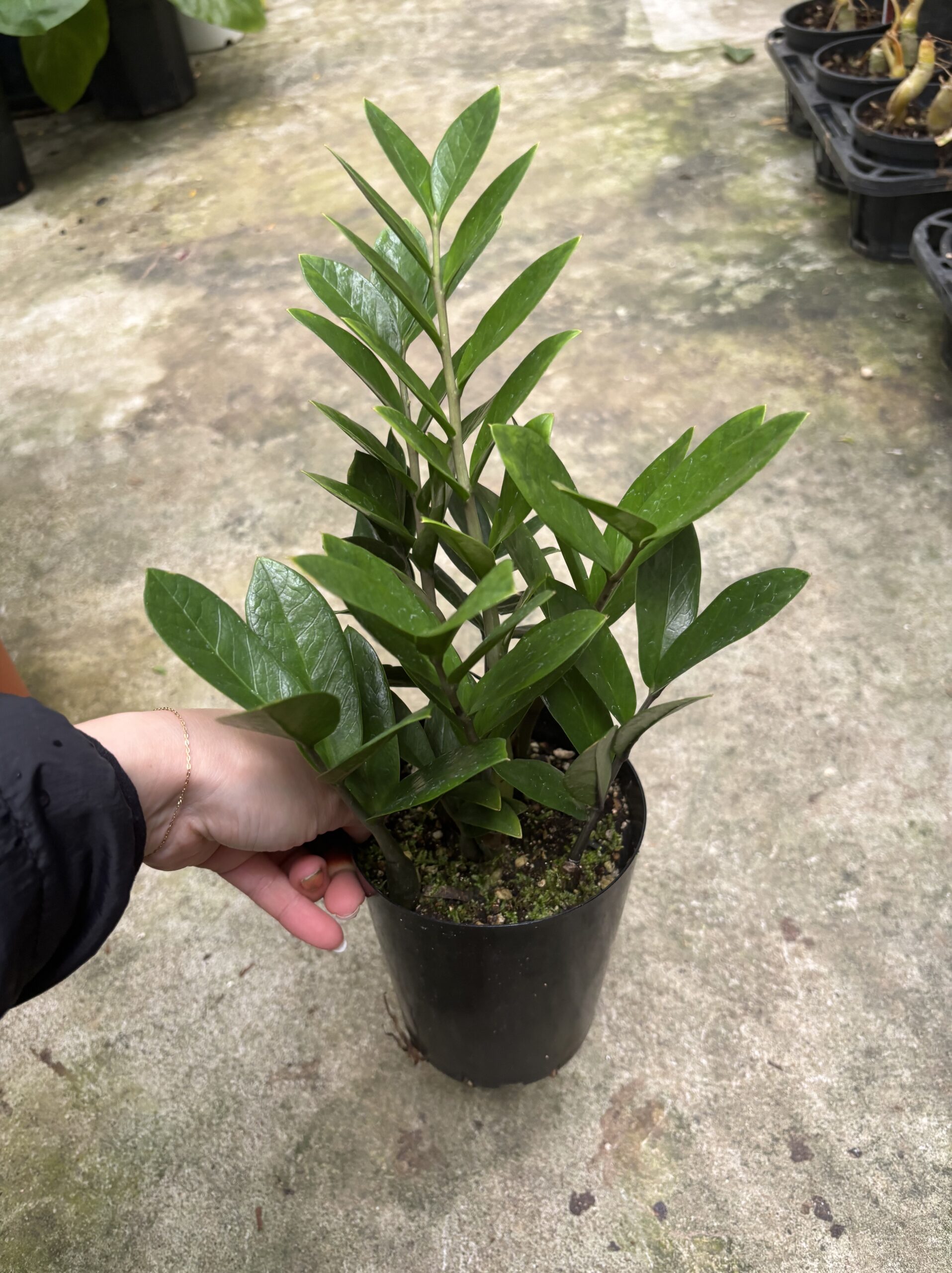 ザミオクルカス - 画像 (8)