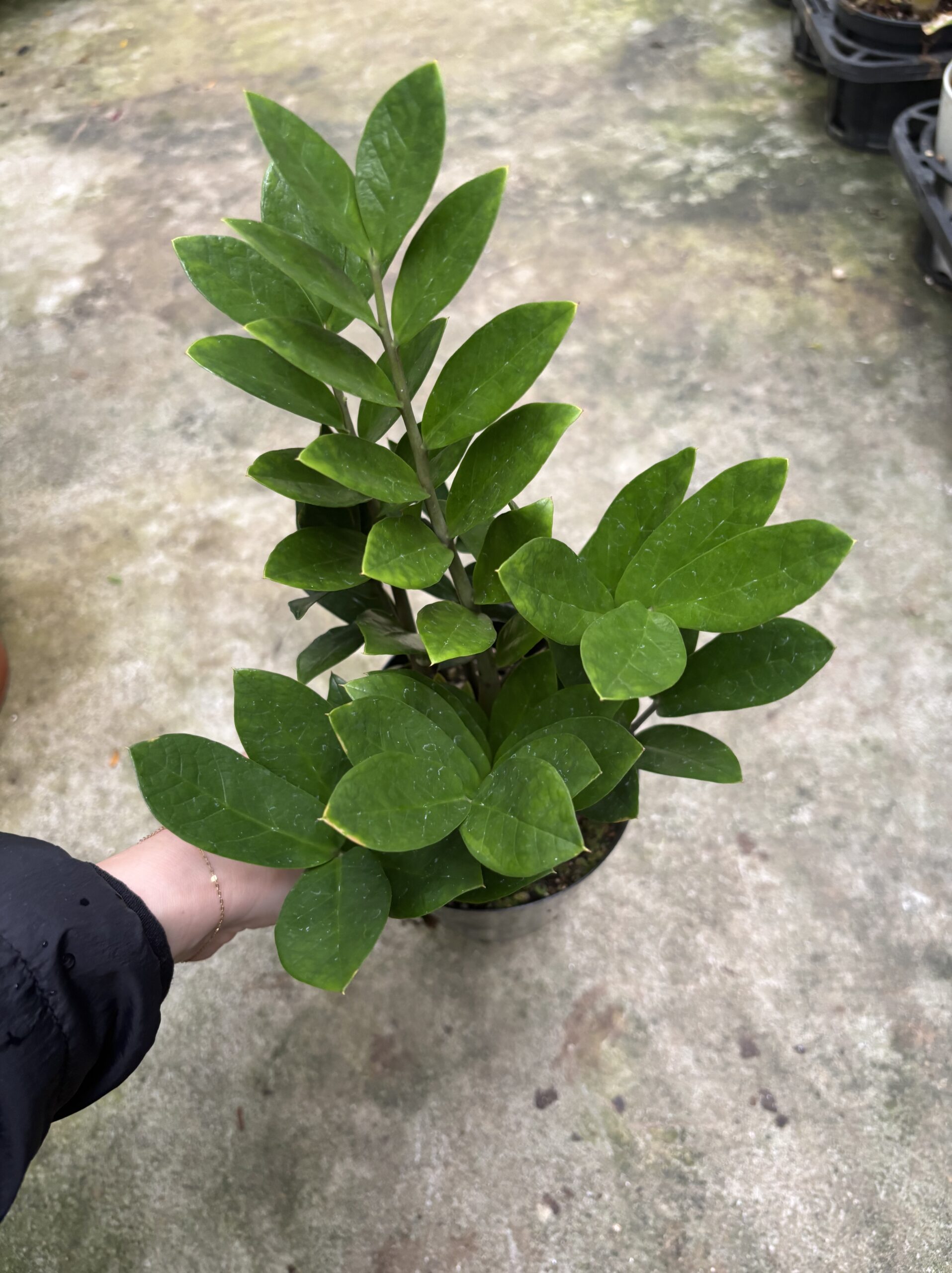 ザミオクルカス - 画像 (9)