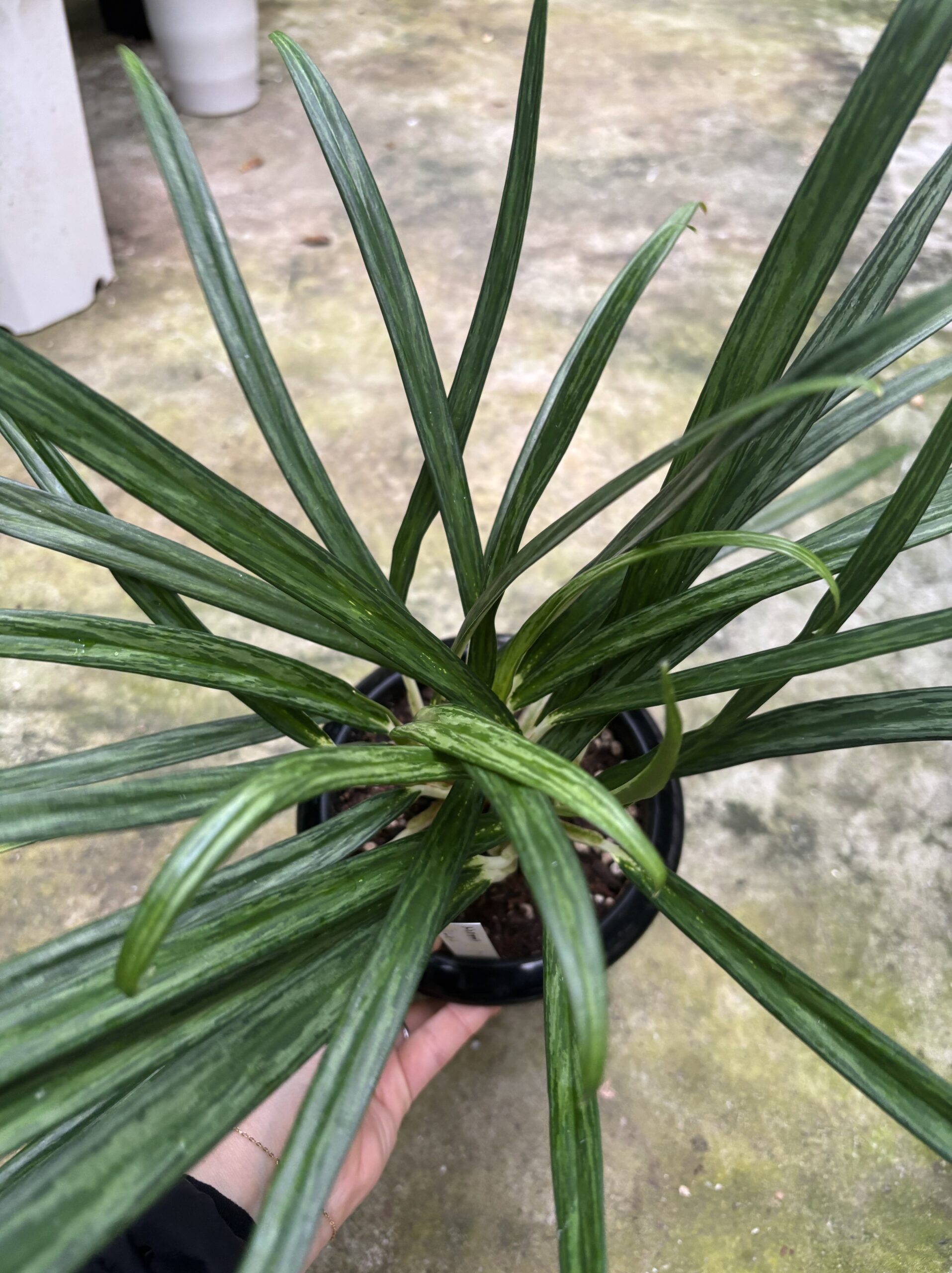 アグラオネマ　混合　5号 - 画像 (6)