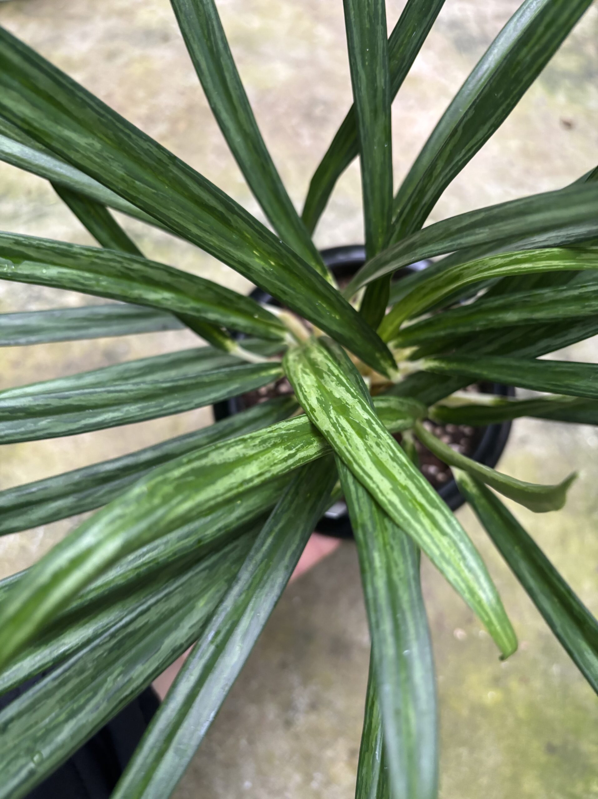 アグラオネマ　混合　5号 - 画像 (7)