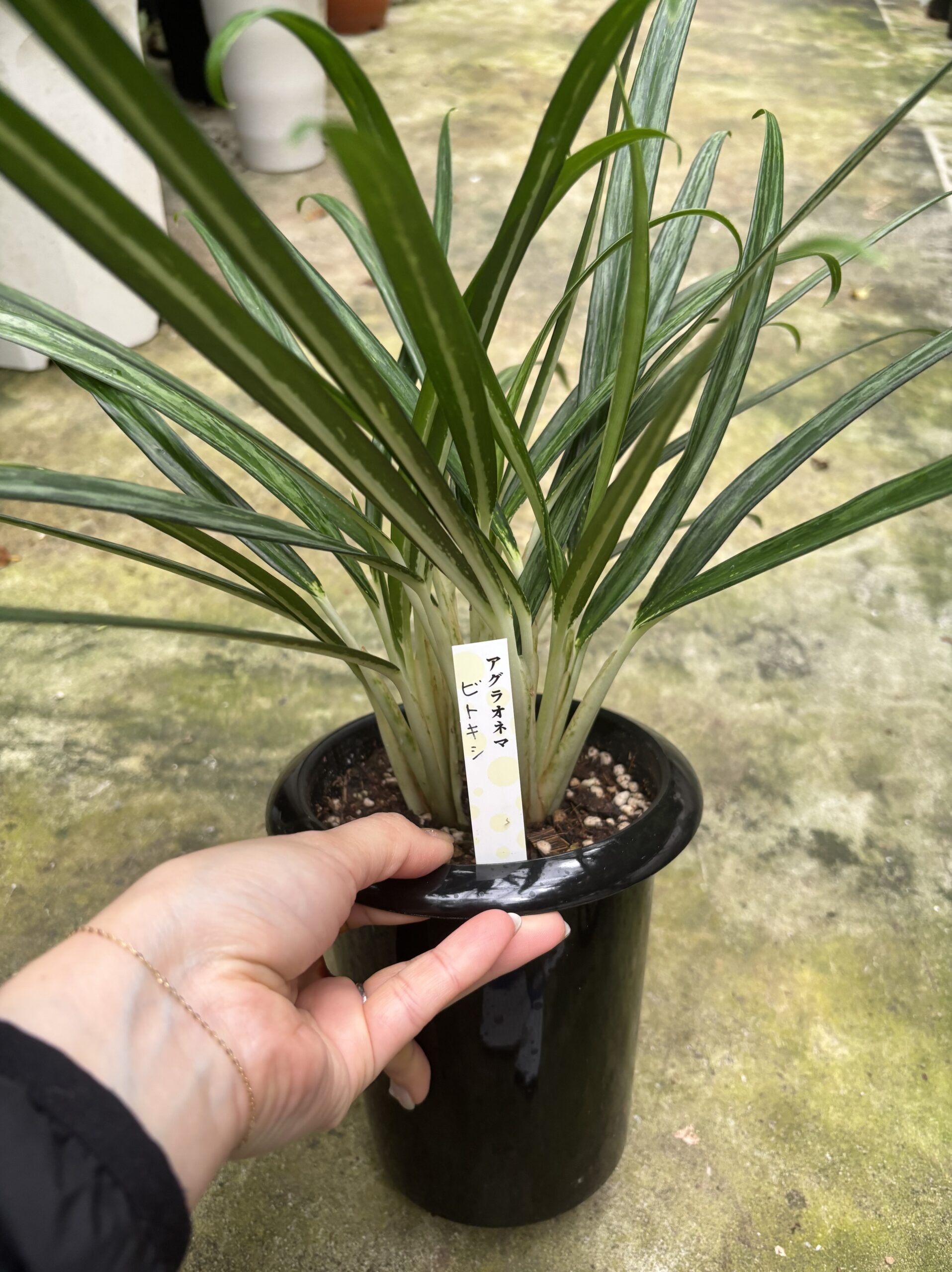 アグラオネマ　混合　5号 - 画像 (8)