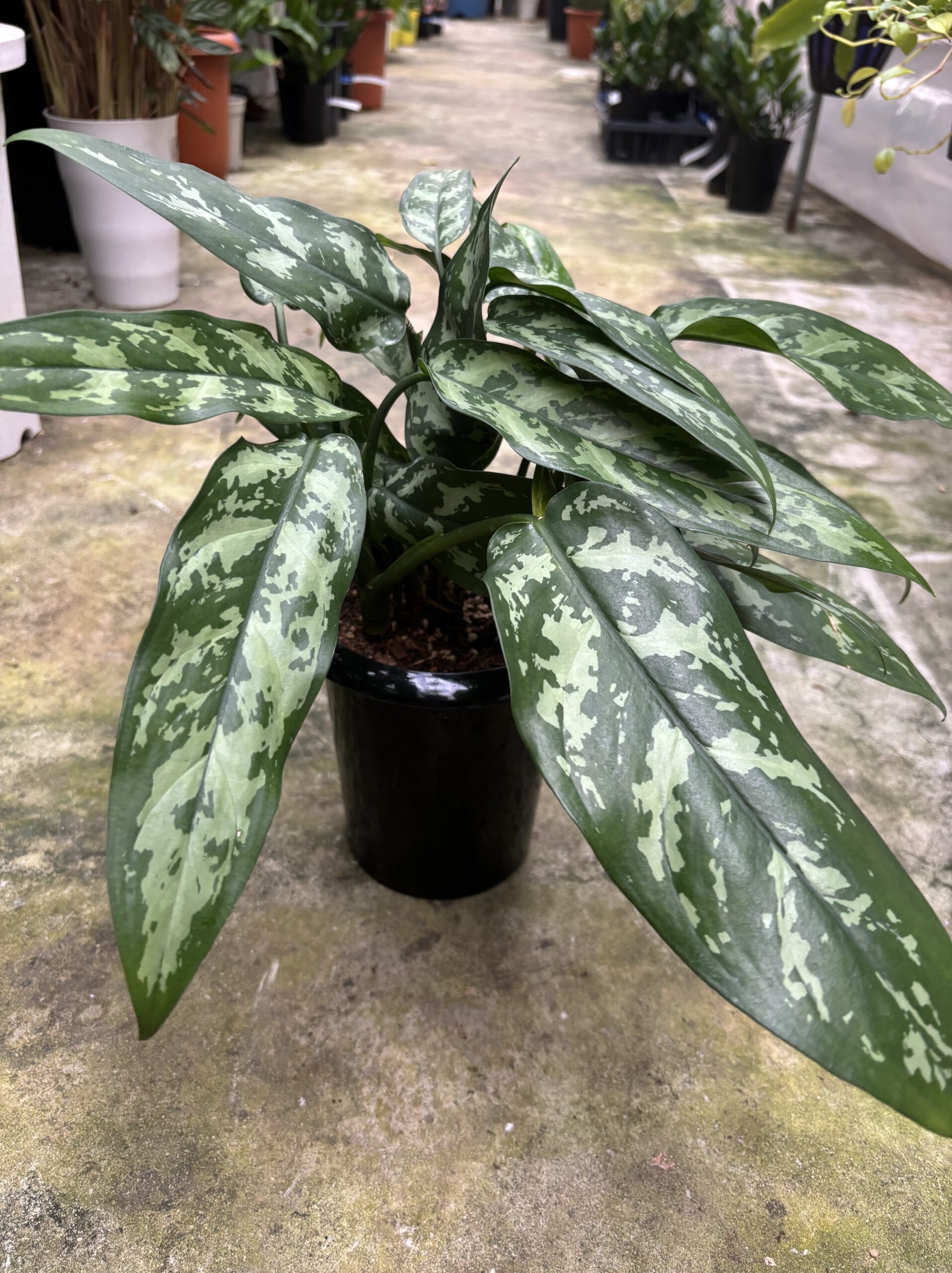 アグラオネマ 混合 5号