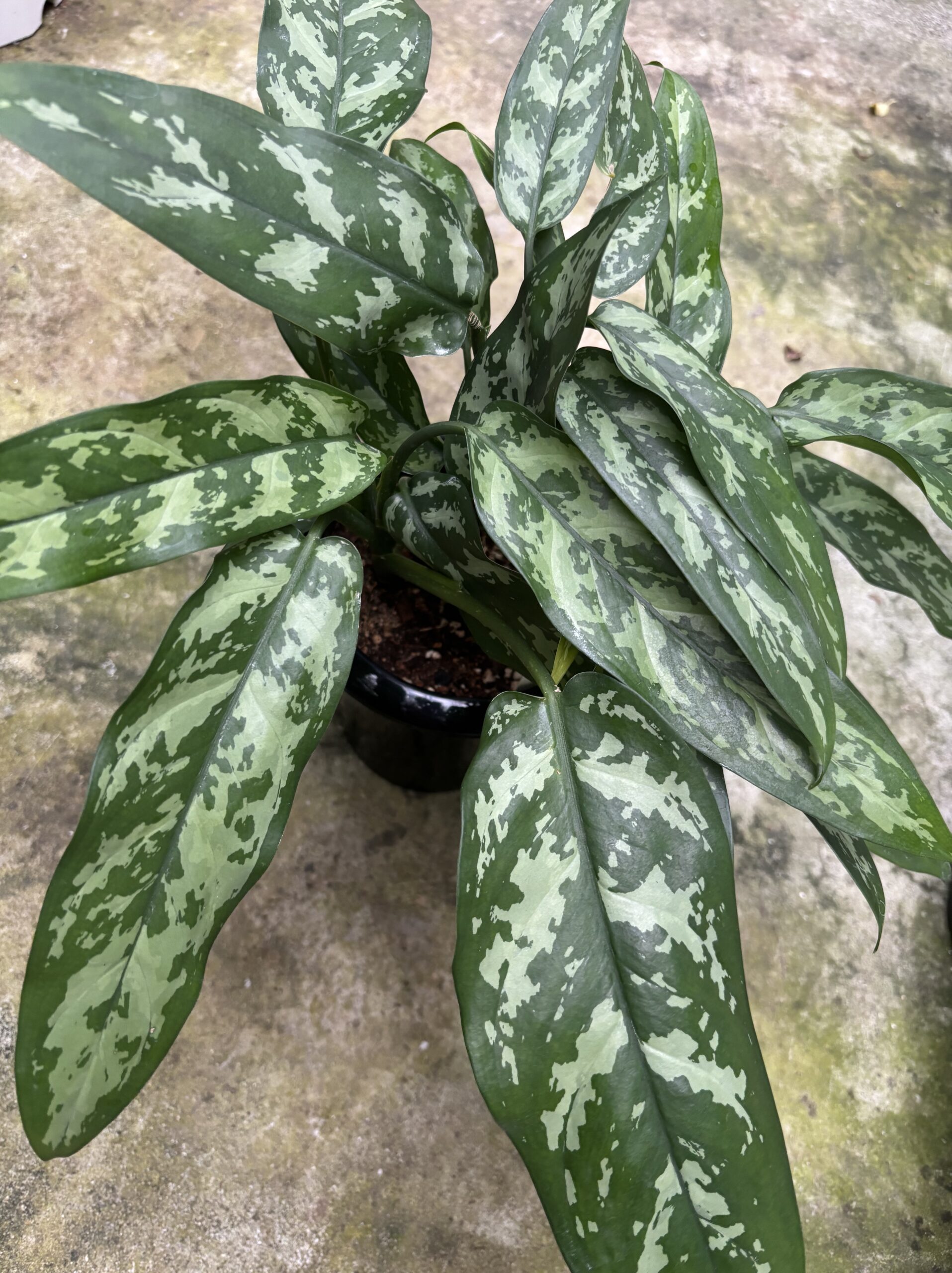 アグラオネマ　混合　5号 - 画像 (2)