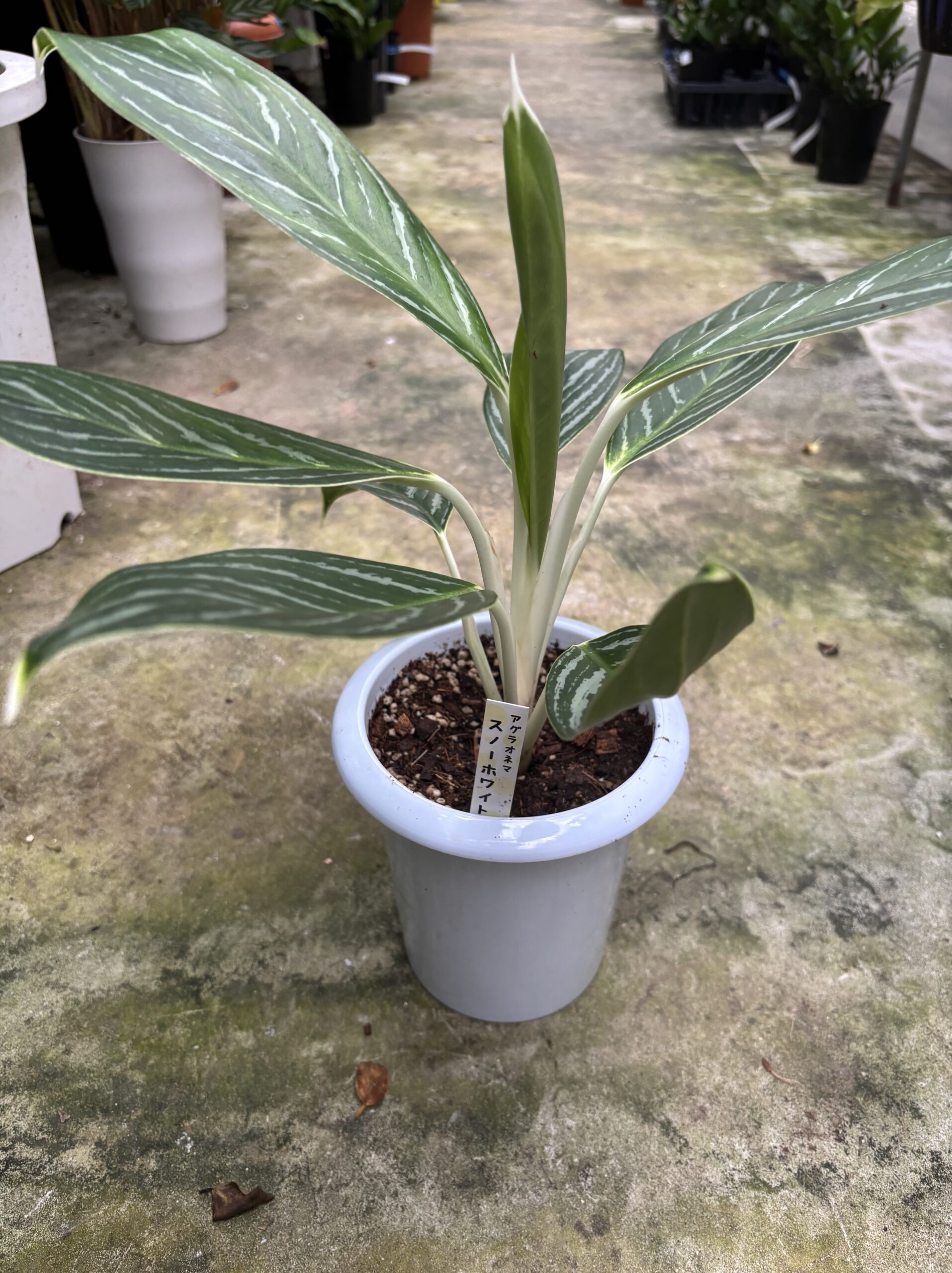 アグラオネマ　混合　5号 - 画像 (10)