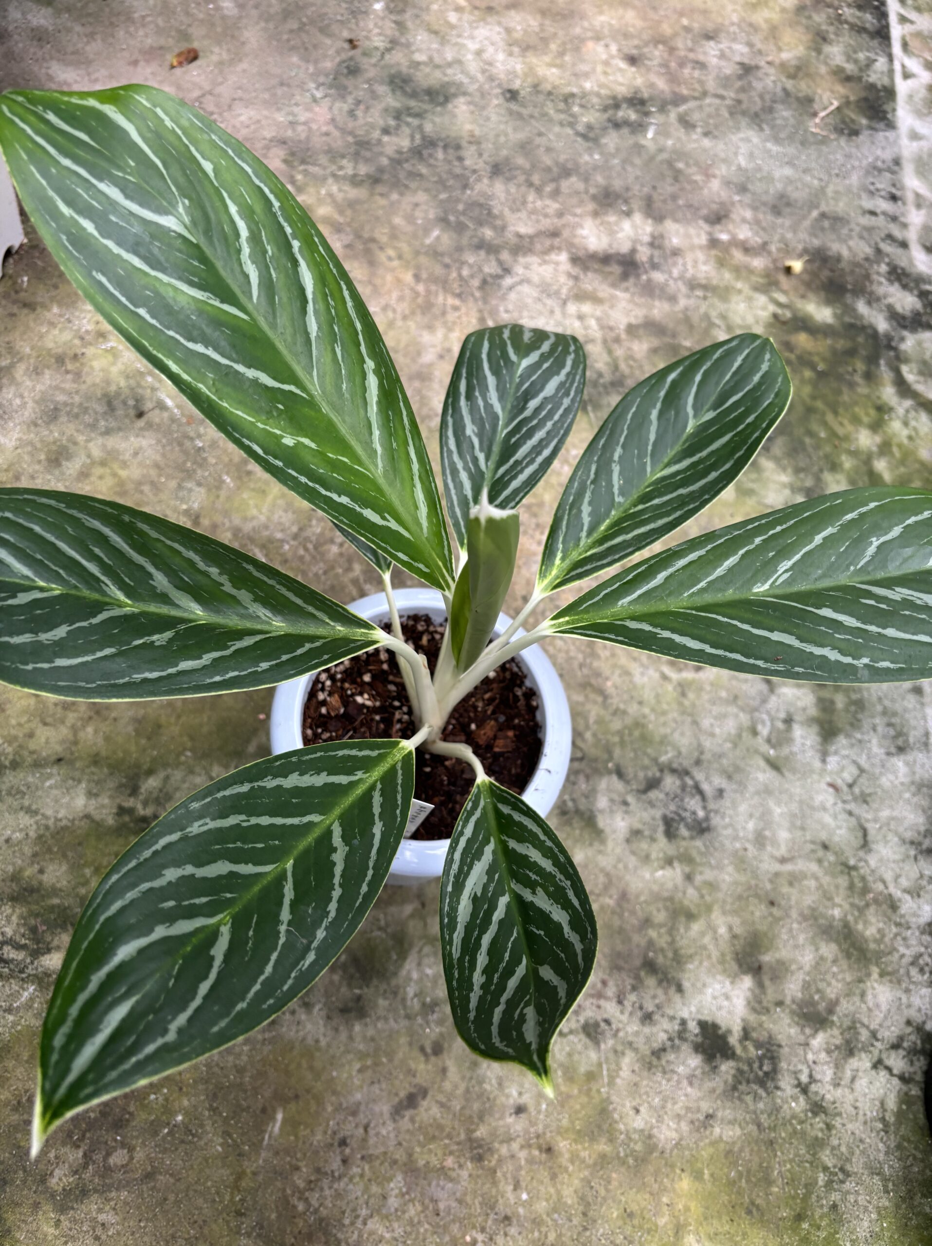 アグラオネマ　混合　5号 - 画像 (9)