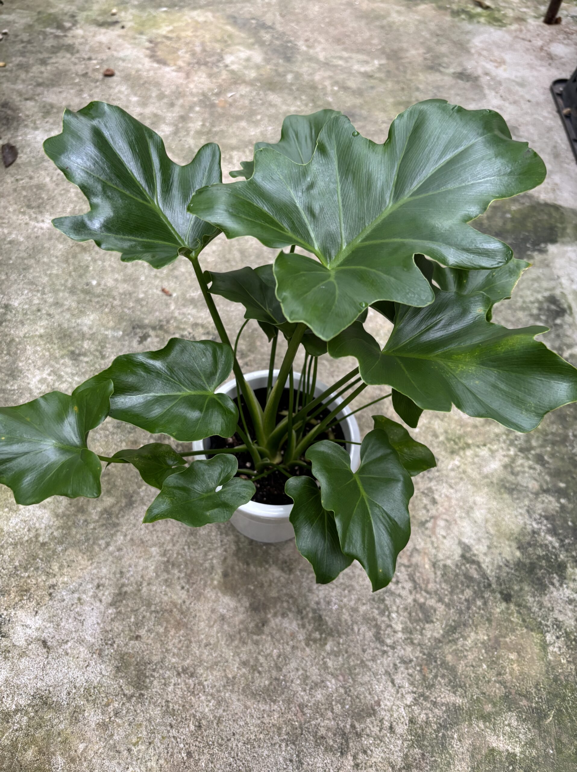 セローム 4号 - 画像 (2)