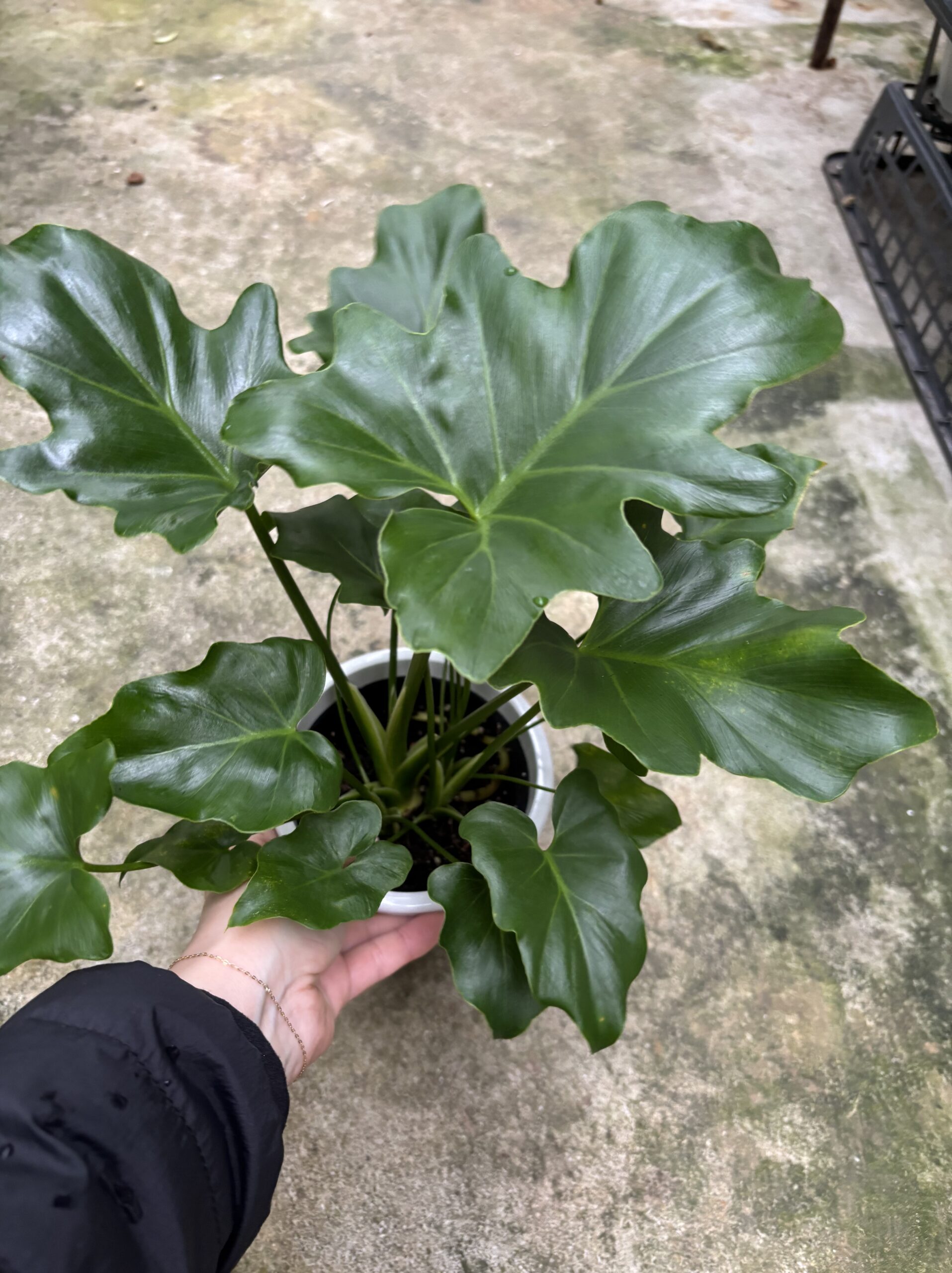 セローム 4号 - 画像 (3)