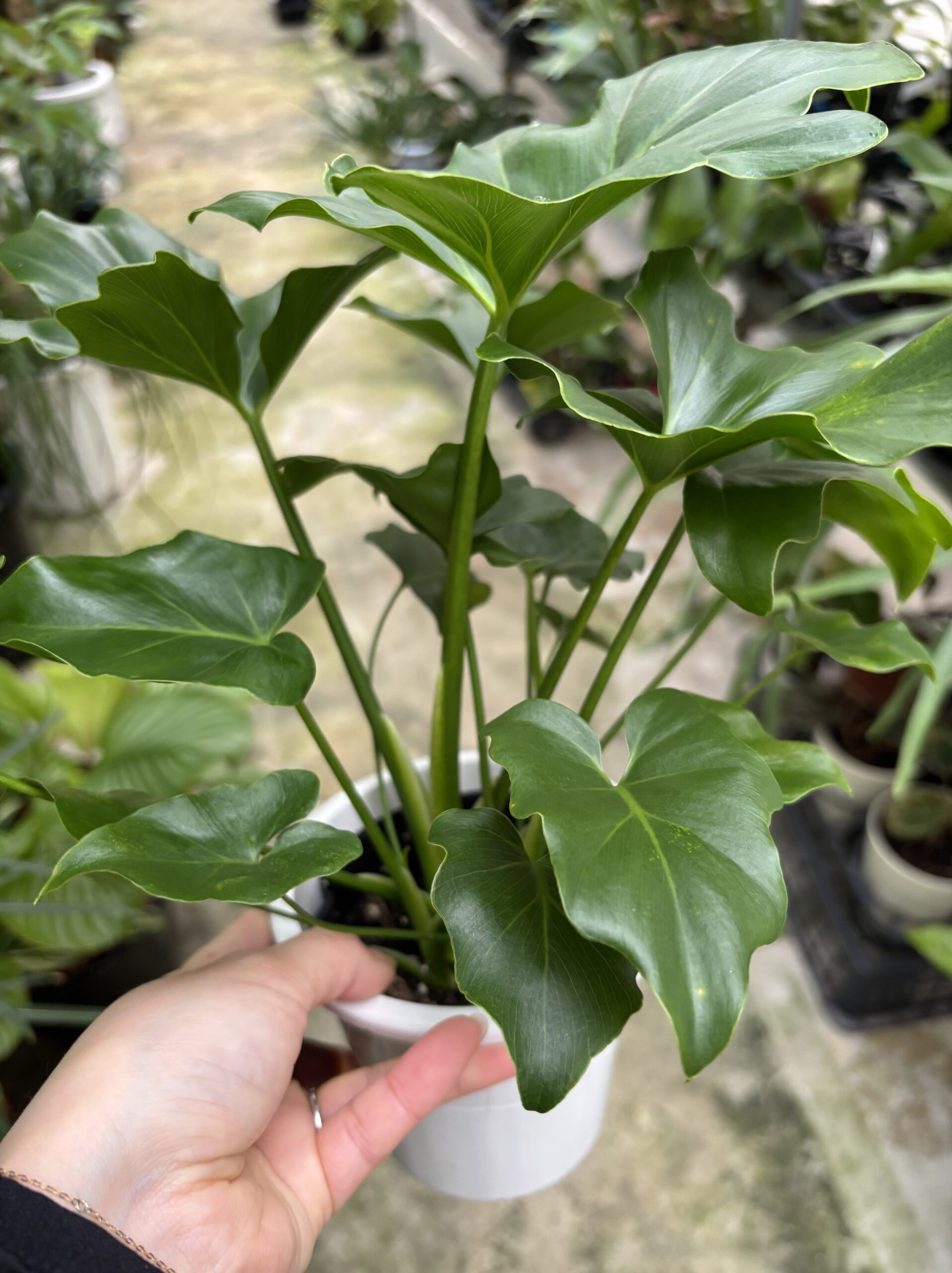 セローム 4号 - 画像 (4)