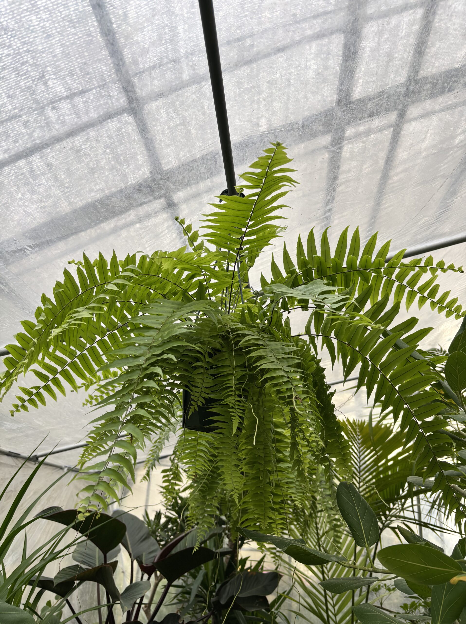 ネフロレピス・マッチョ　５号 - 画像 (2)