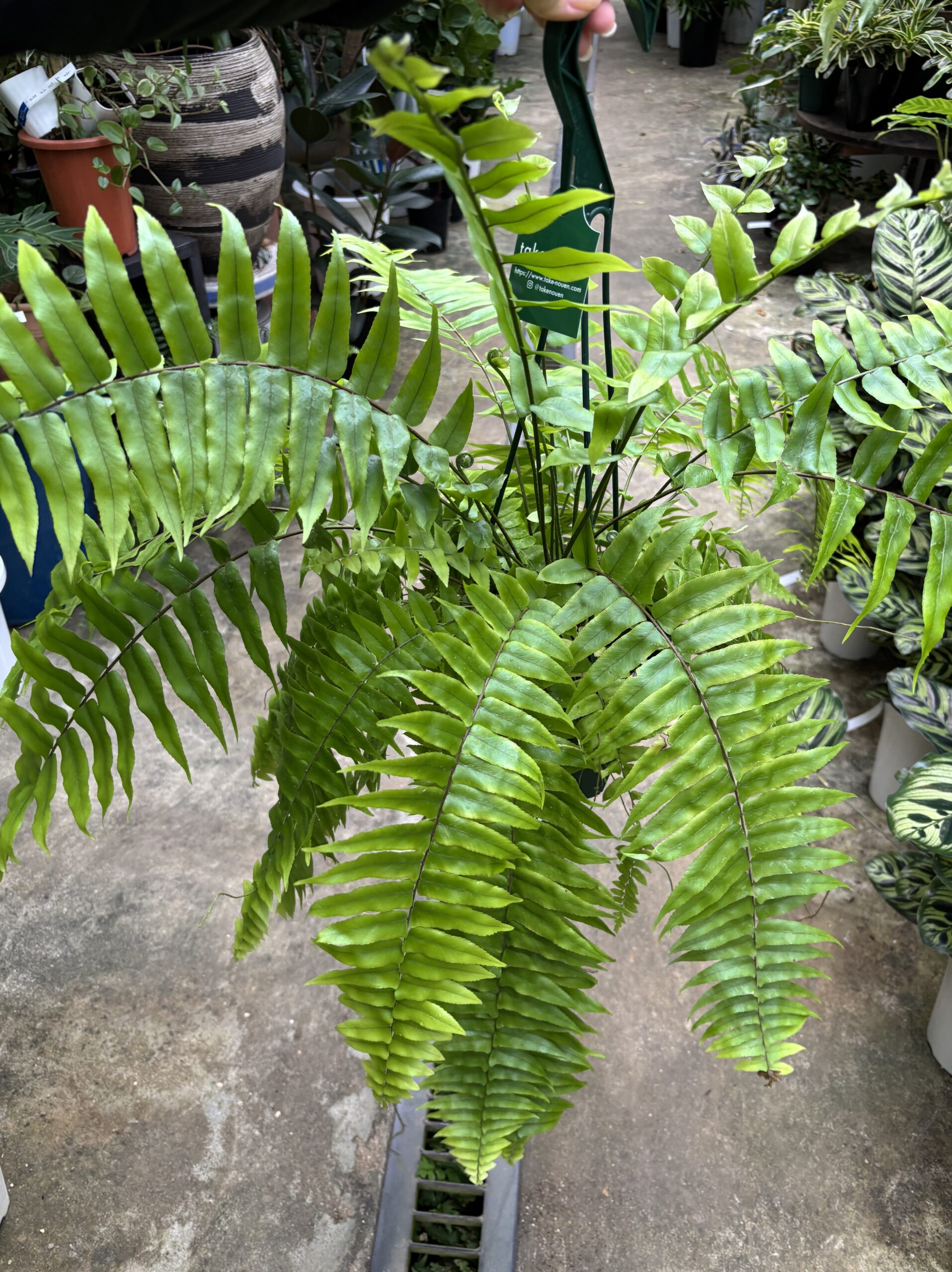 ネフロレピス・マッチョ　５号 - 画像 (3)