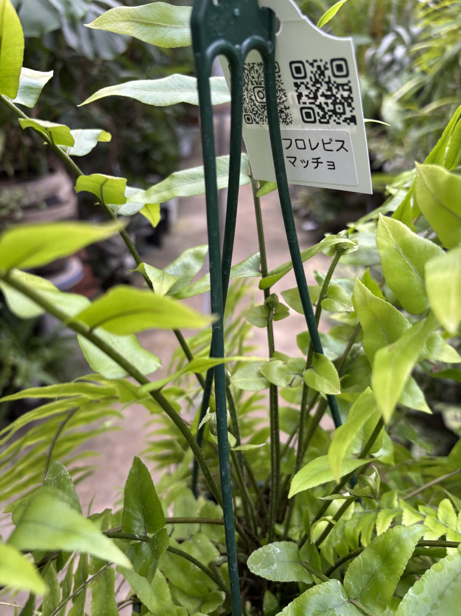 ネフロレピス・マッチョ　５号 - 画像 (5)