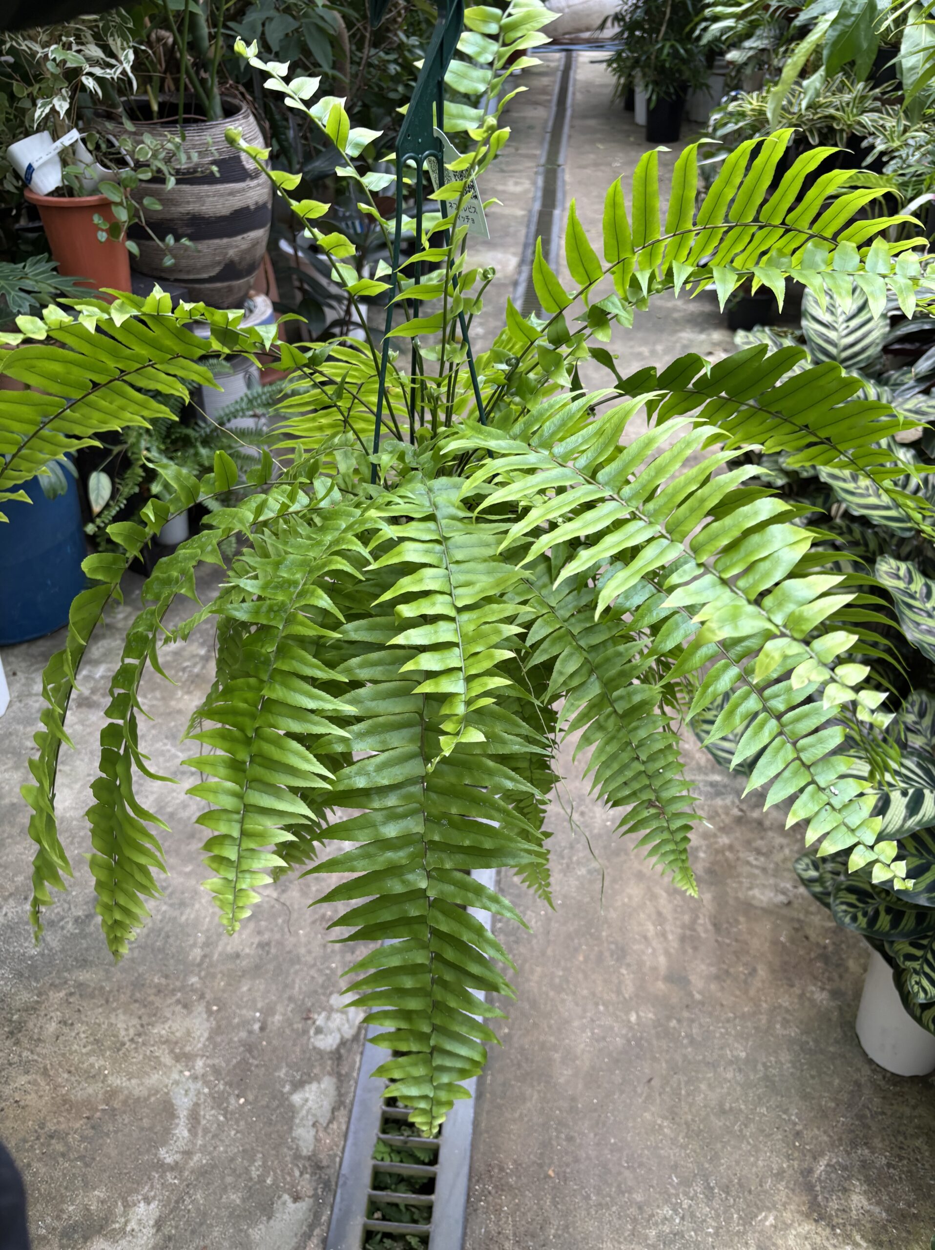 ネフロレピス・マッチョ　５号 - 画像 (6)