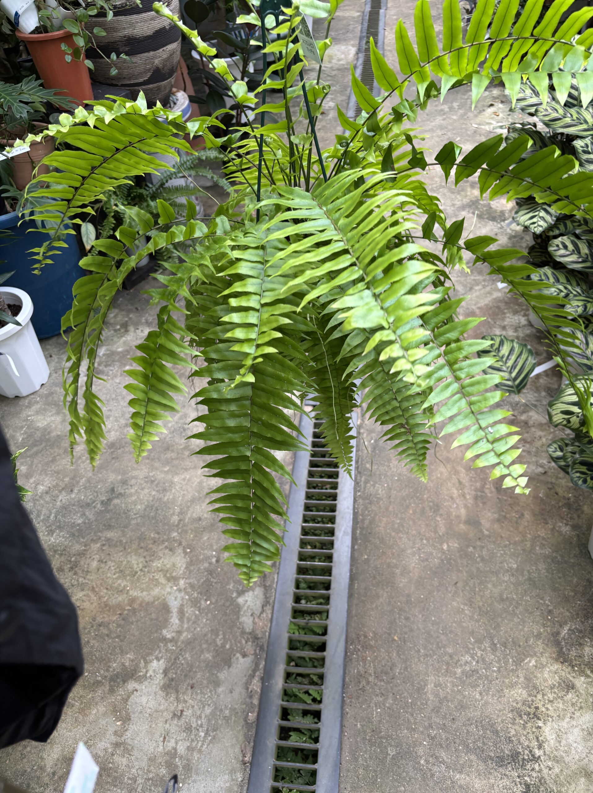 ネフロレピス・マッチョ　５号 - 画像 (7)