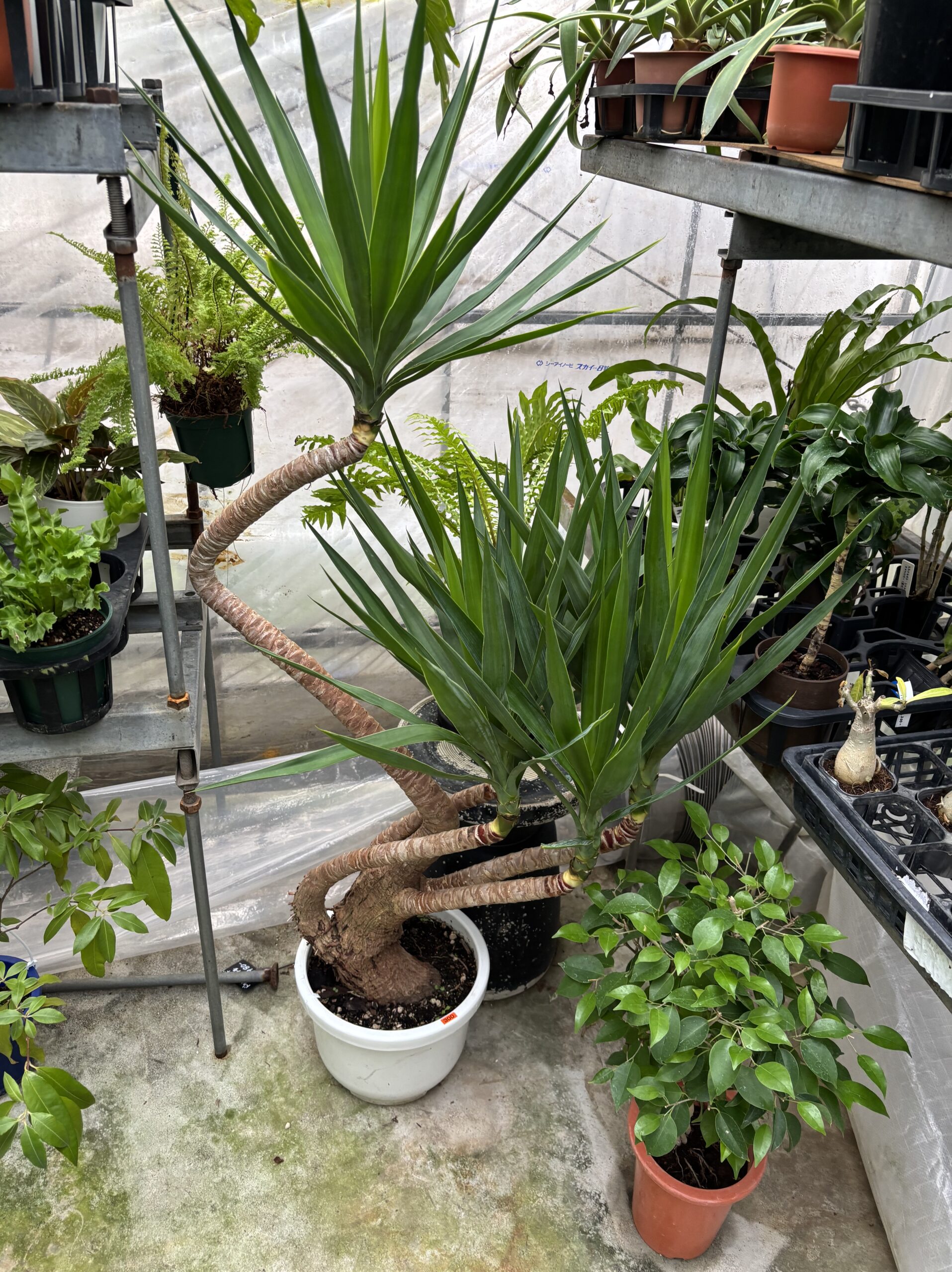 ユッカ 曲がり 尺鉢 - 画像 (2)