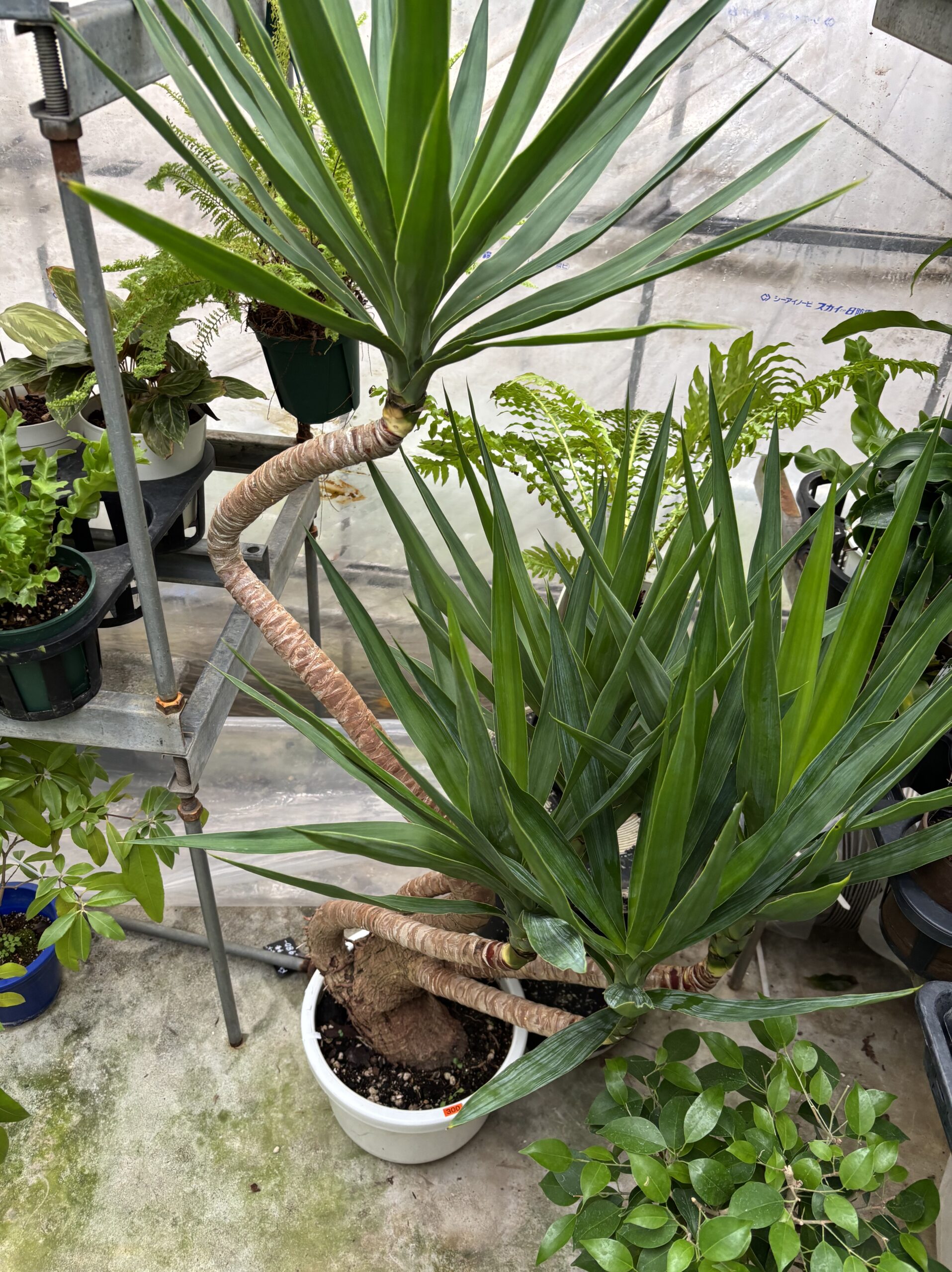 ユッカ 曲がり 尺鉢 - 画像 (3)