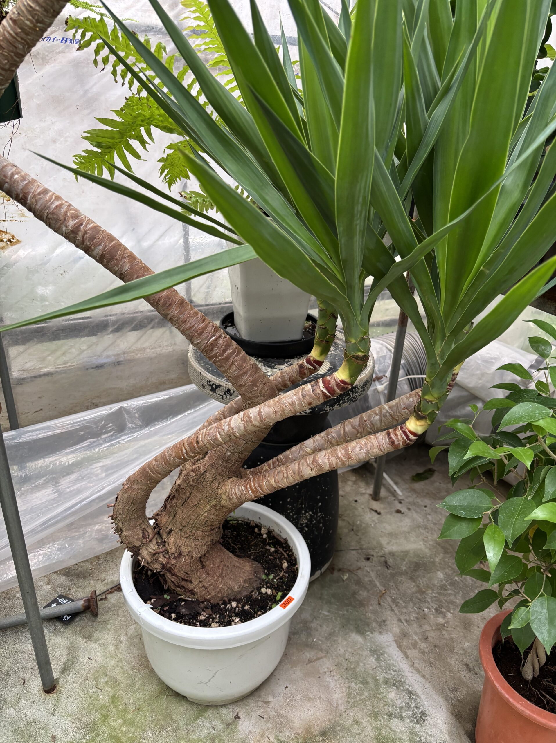 ユッカ 曲がり 尺鉢 - 画像 (4)