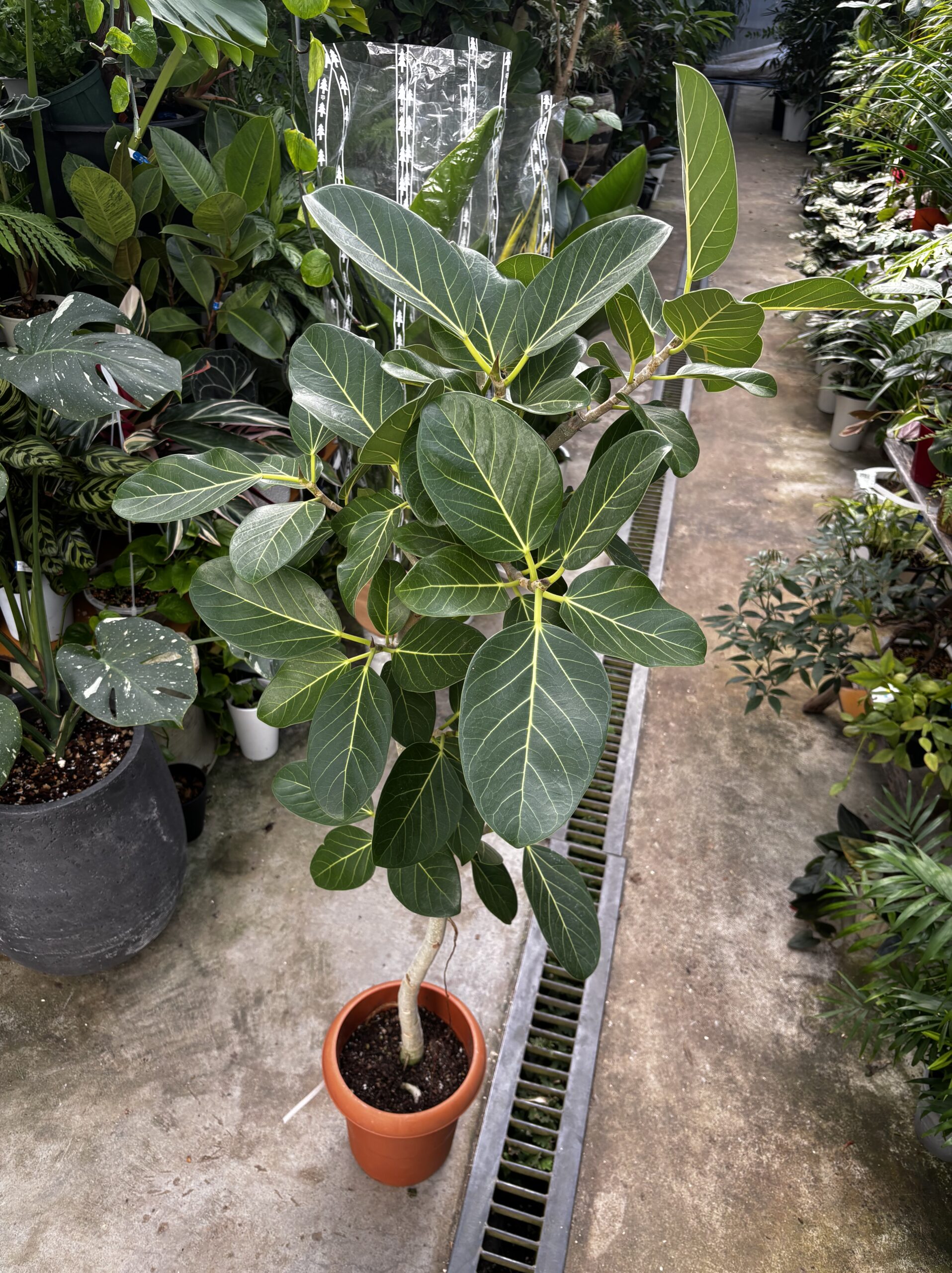 フィカス・ベンガレンシス　 - 画像 (8)