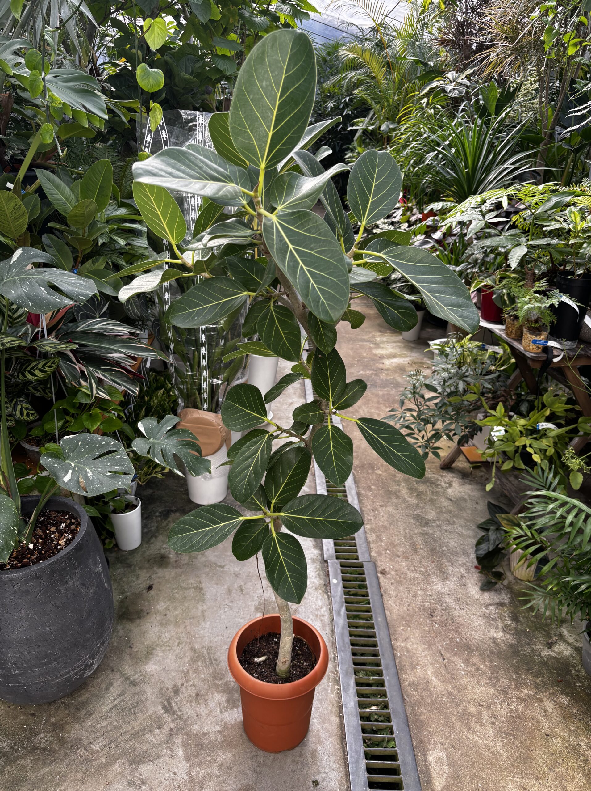 フィカス・ベンガレンシス　 - 画像 (6)