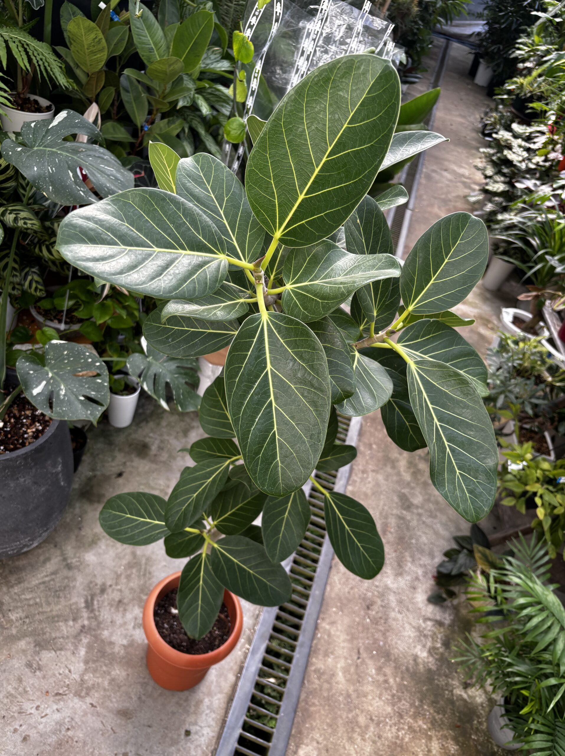 フィカス・ベンガレンシス　 - 画像 (7)