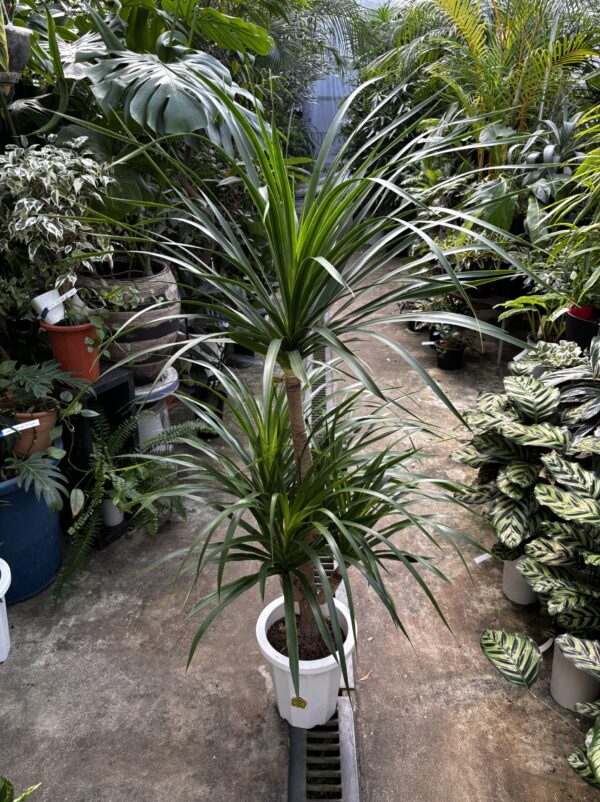 ドラセナ・カンボジアーナ 8号 | Plants Shop Big Smile 通販