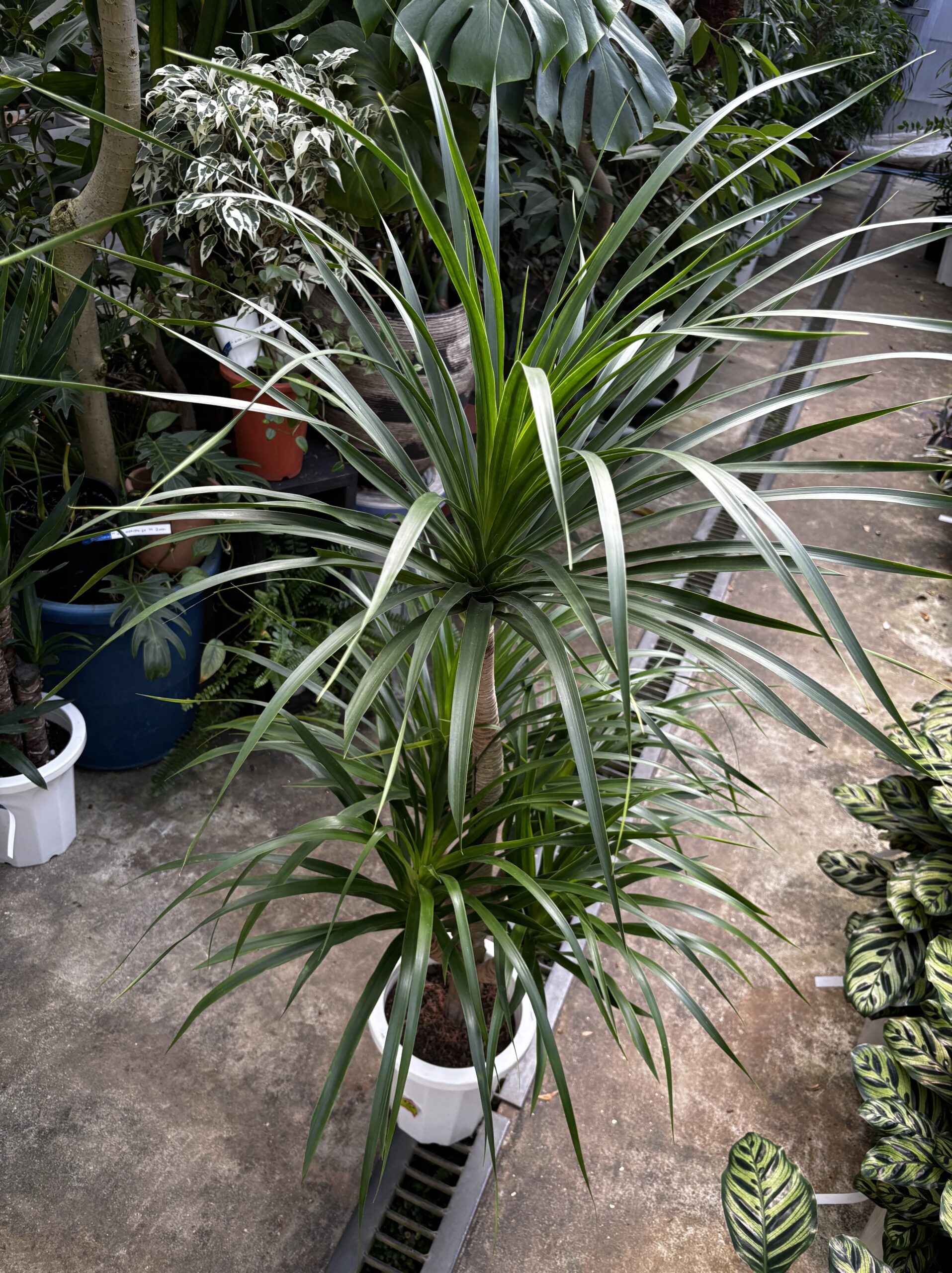 ドラセナ・カンボジアーナ　8号 - 画像 (2)