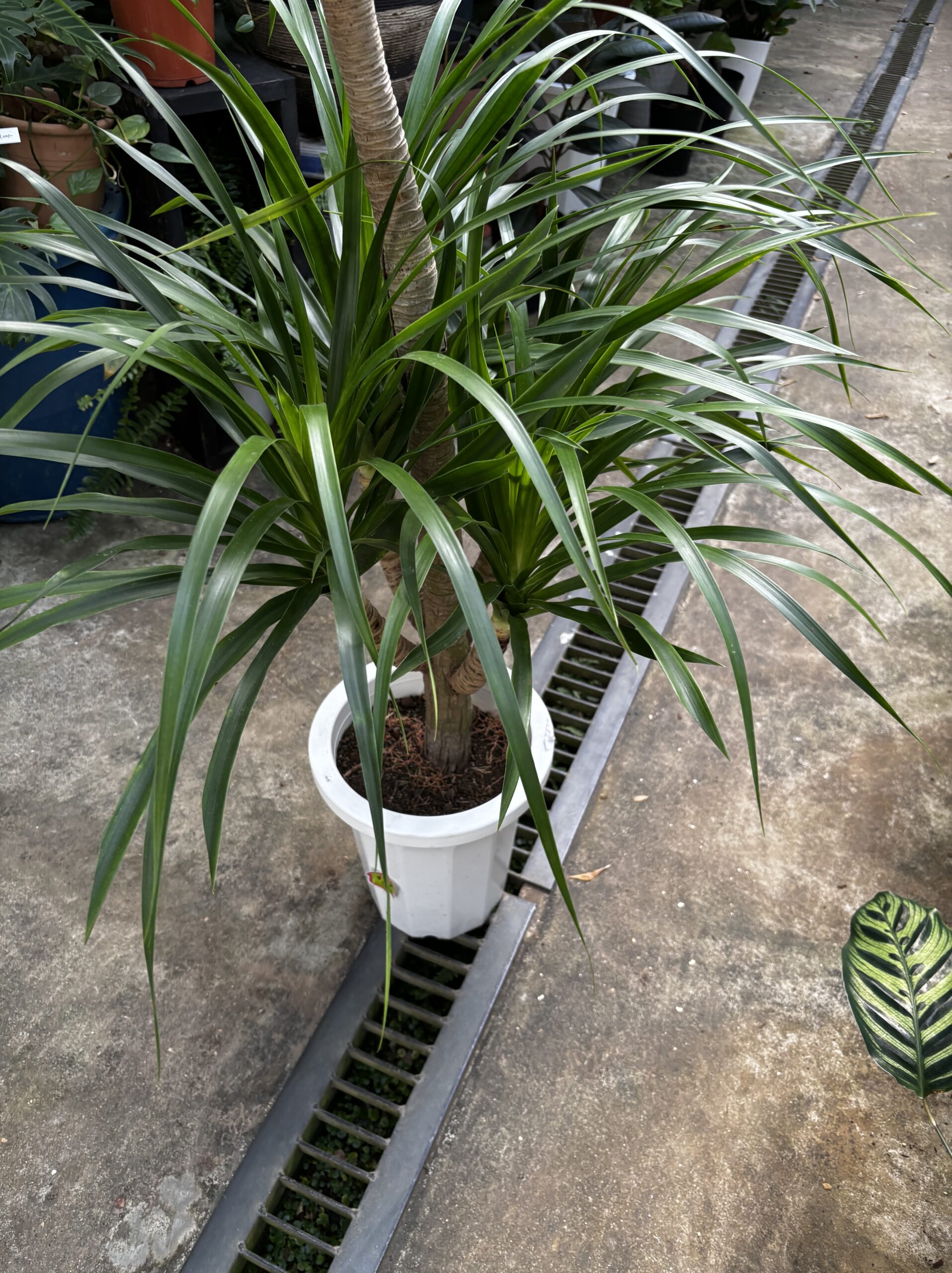 ドラセナ・カンボジアーナ　8号 - 画像 (4)