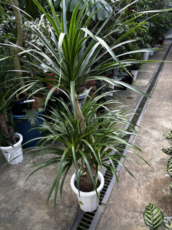 ドラセナ・カンボジアーナ 8号 | Plants Shop Big Smile 通販