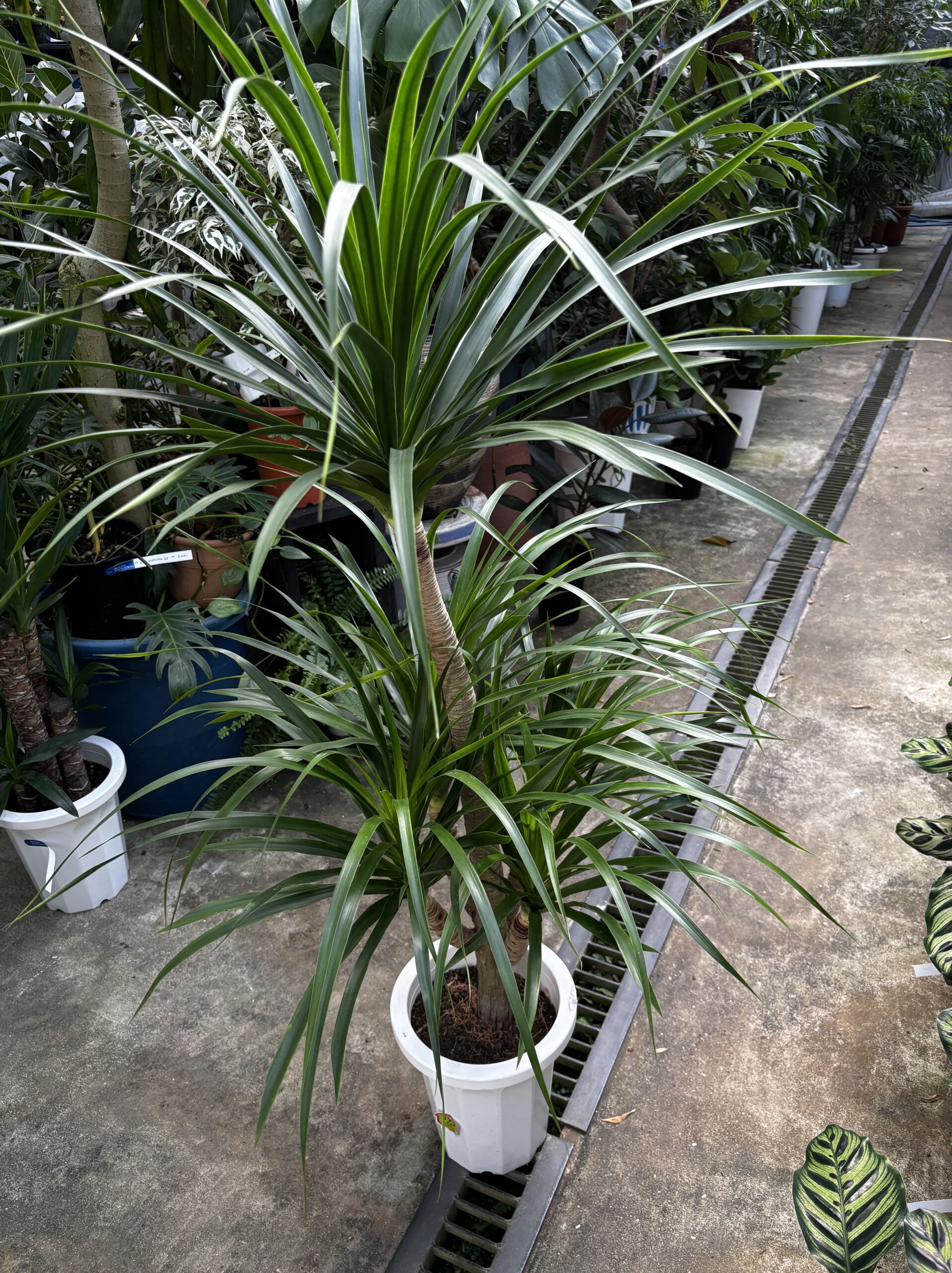 ドラセナ・カンボジアーナ　8号 - 画像 (5)