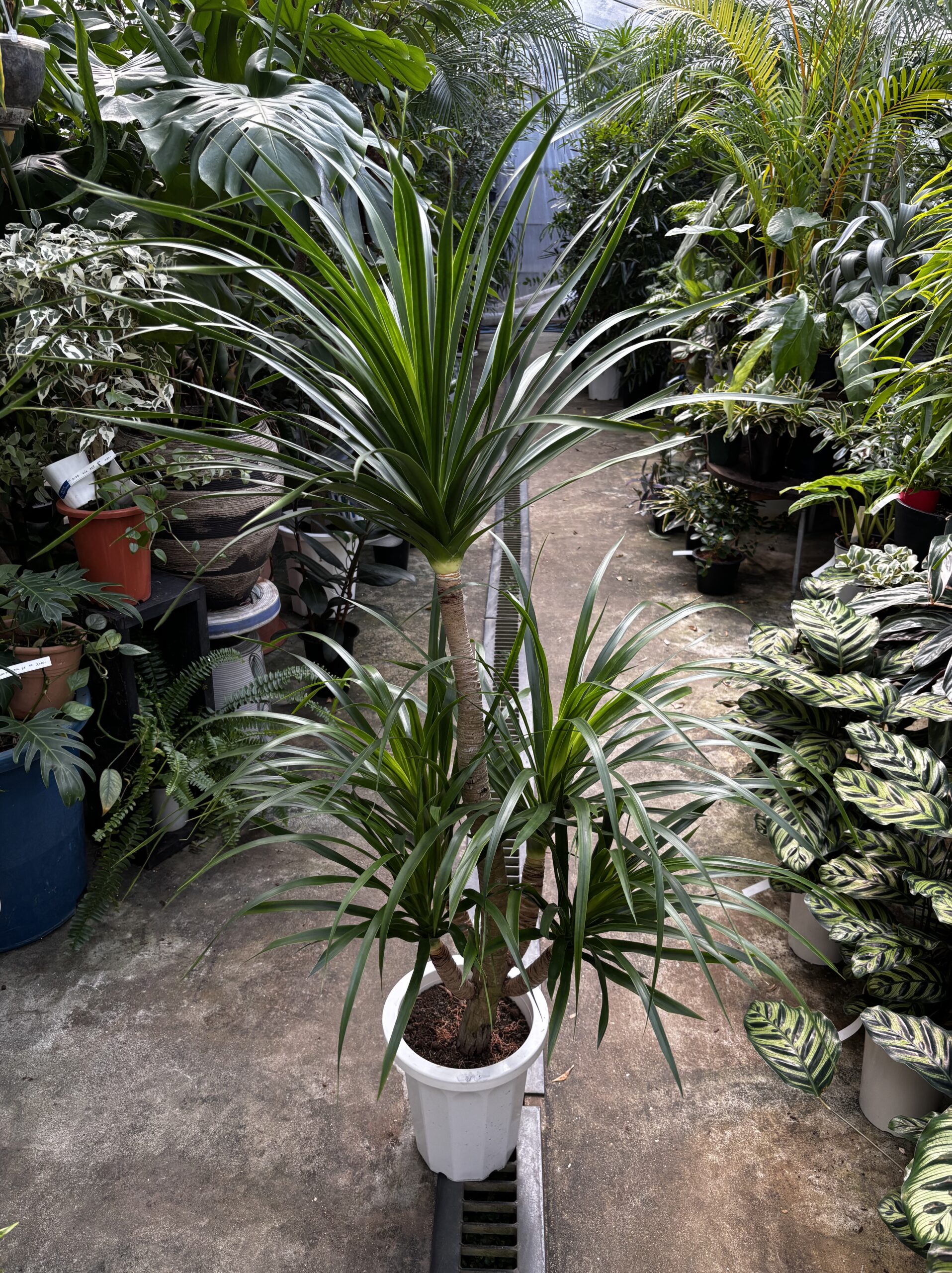 ドラセナ・カンボジアーナ　8号 - 画像 (6)