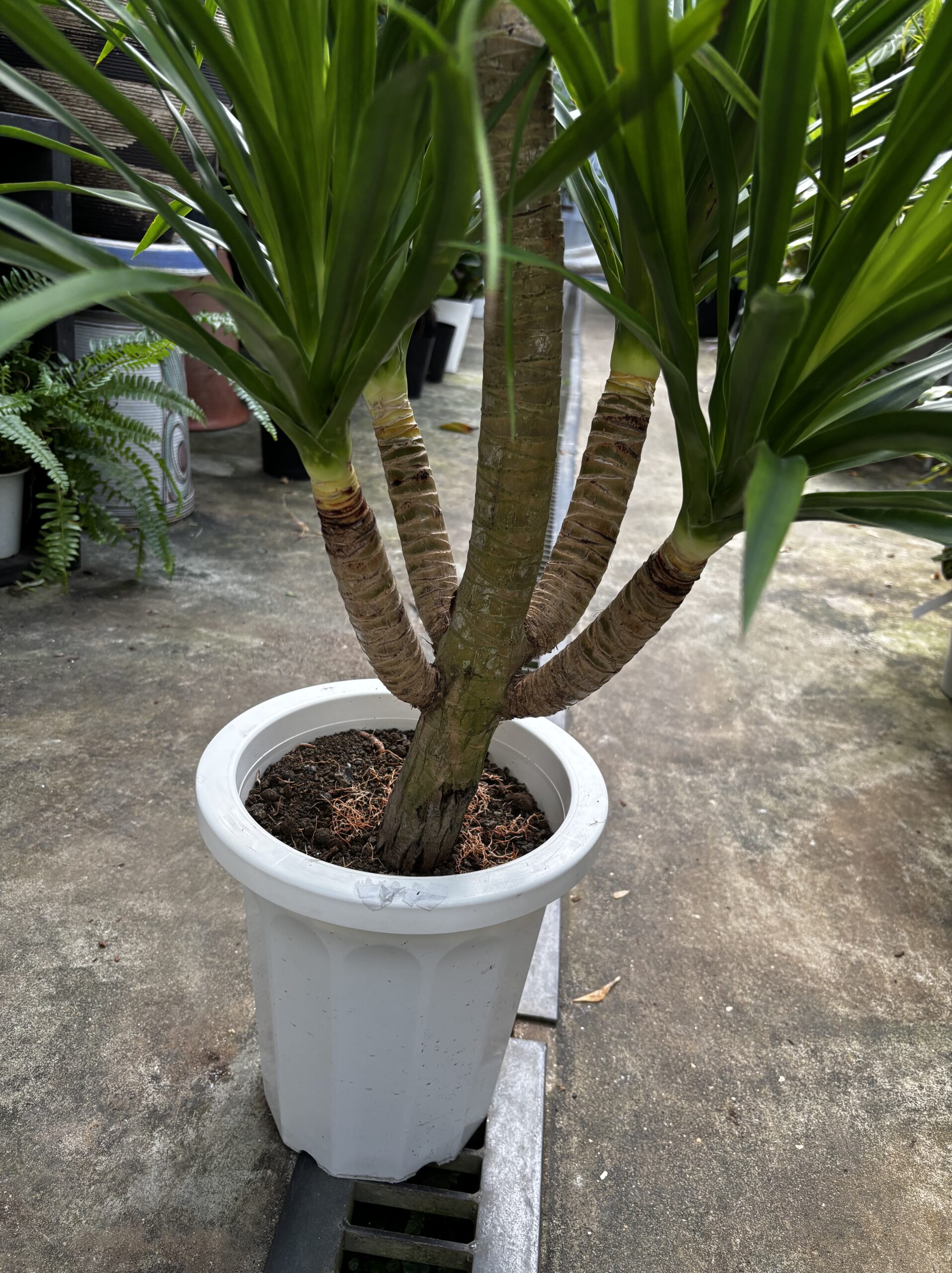 ドラセナ・カンボジアーナ　8号 - 画像 (3)