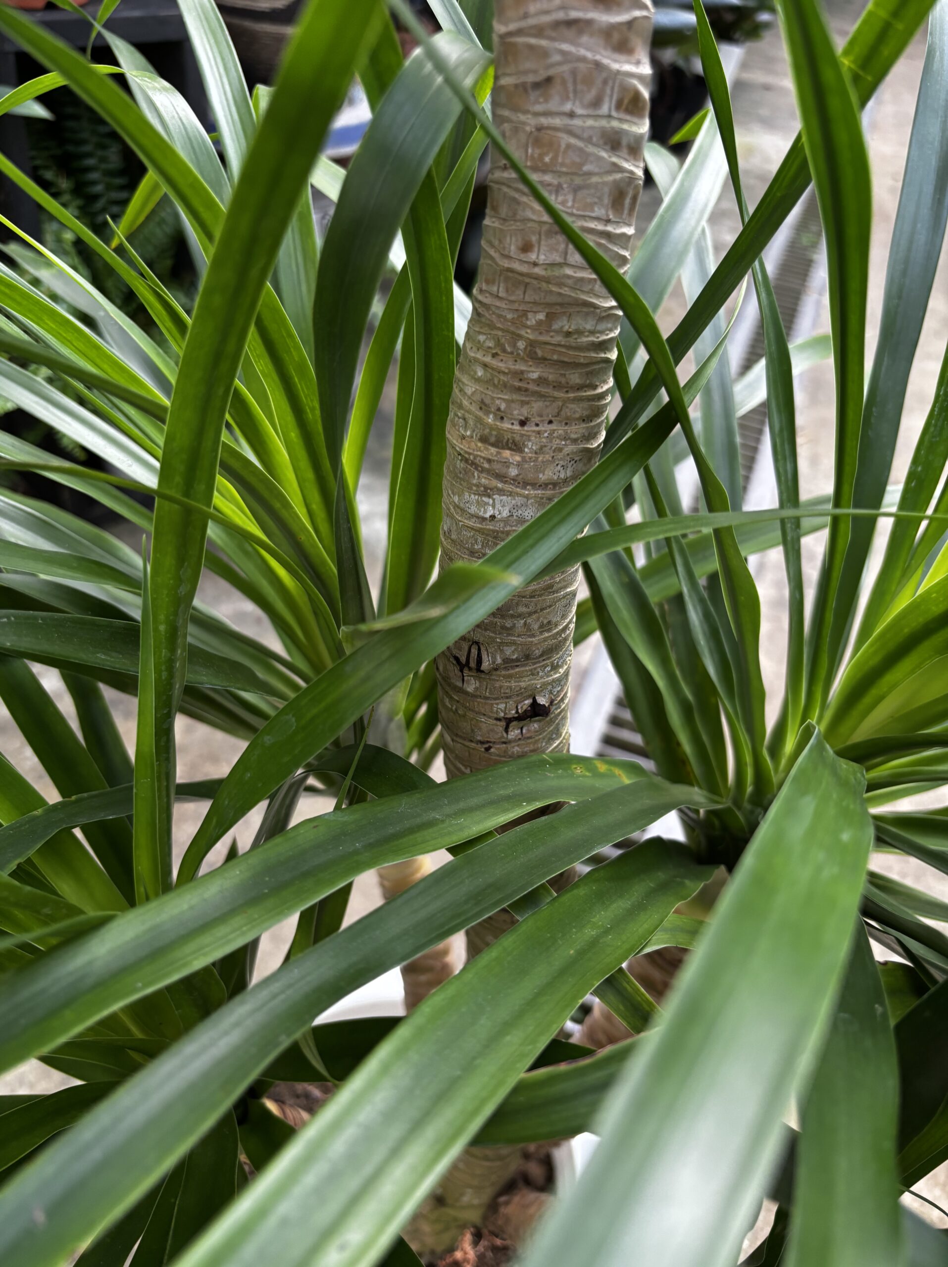 ドラセナ・カンボジアーナ　8号 - 画像 (7)