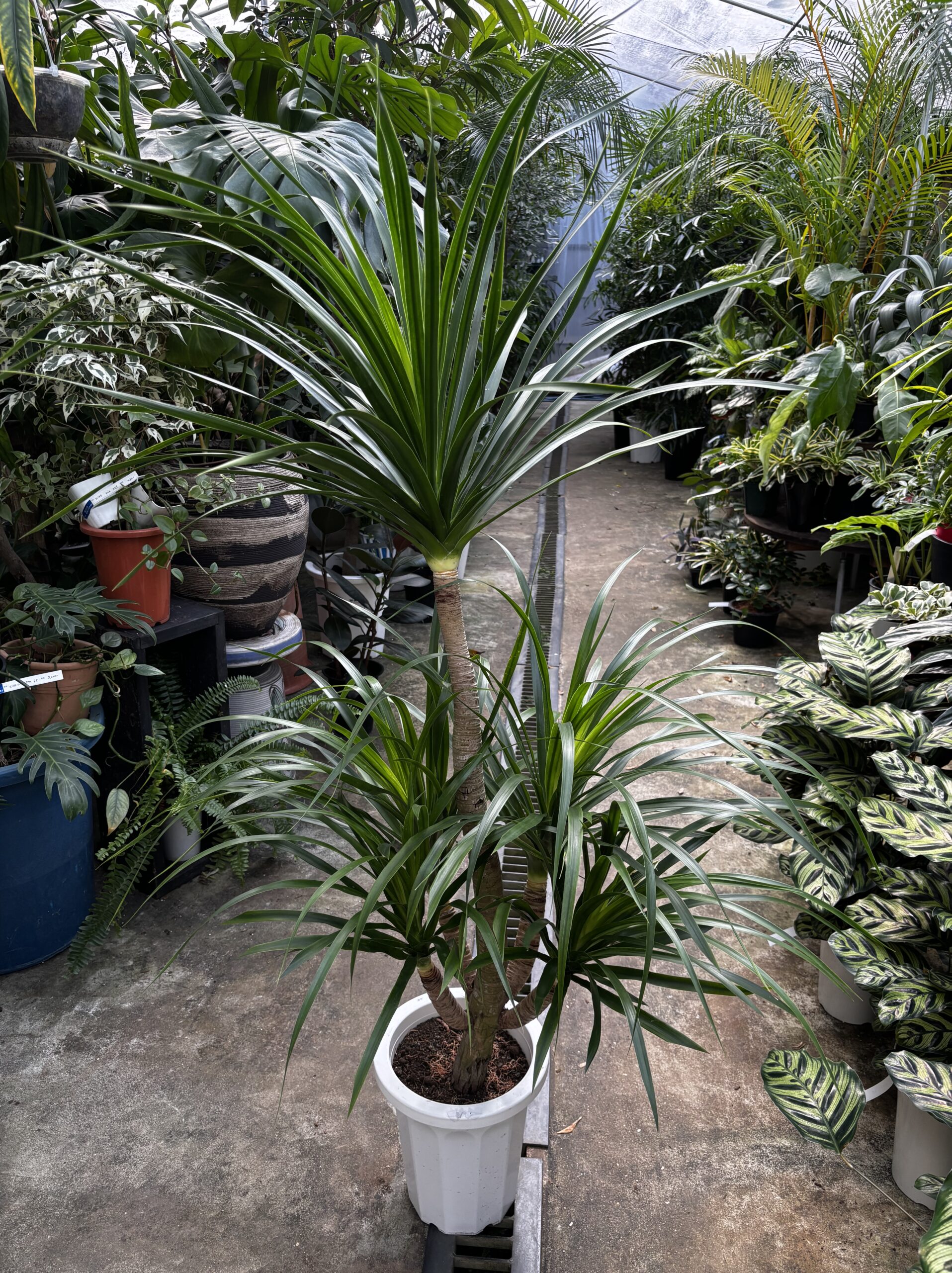 ドラセナ・カンボジアーナ　8号 - 画像 (8)