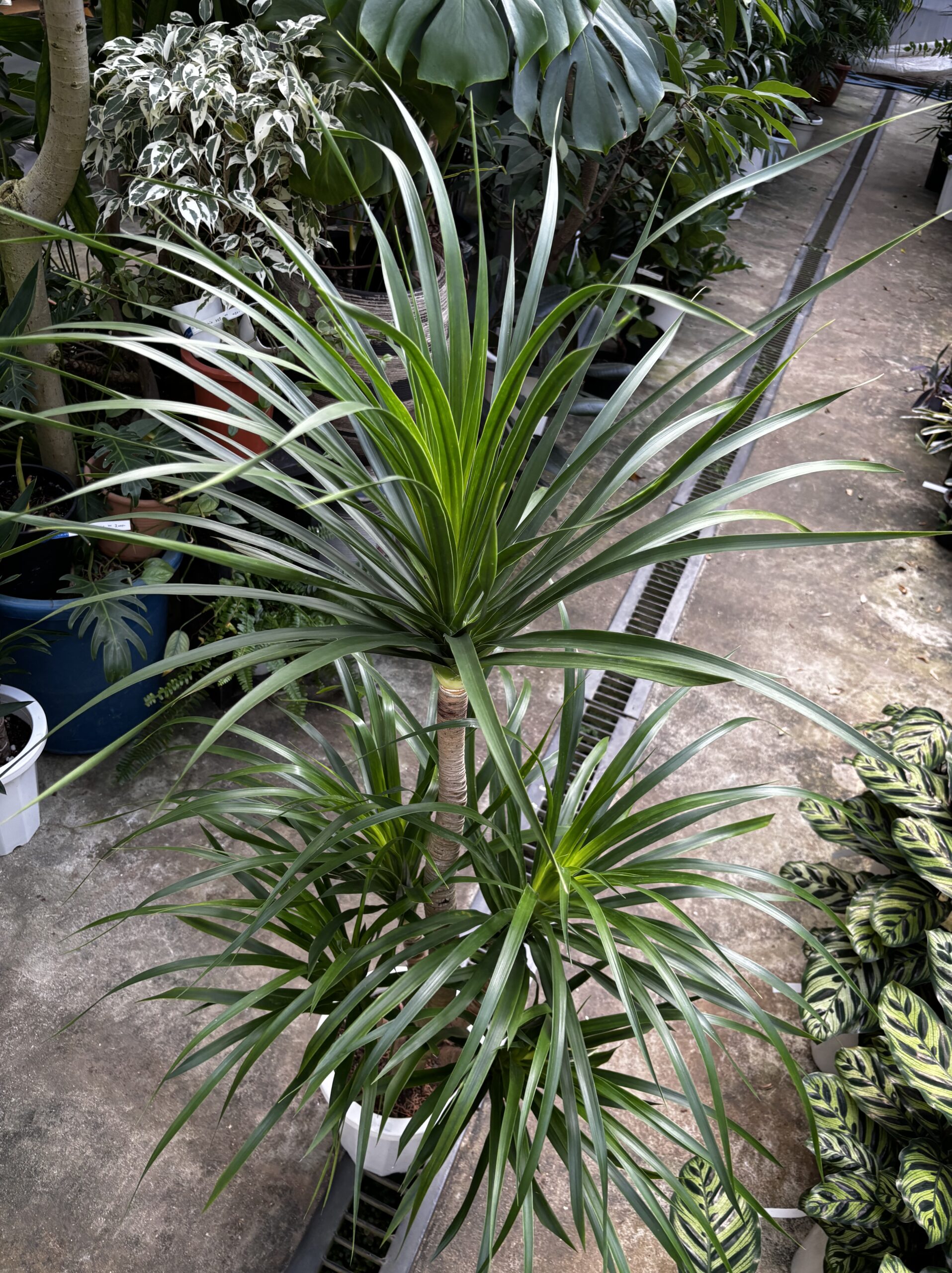 ドラセナ・カンボジアーナ　8号 - 画像 (9)