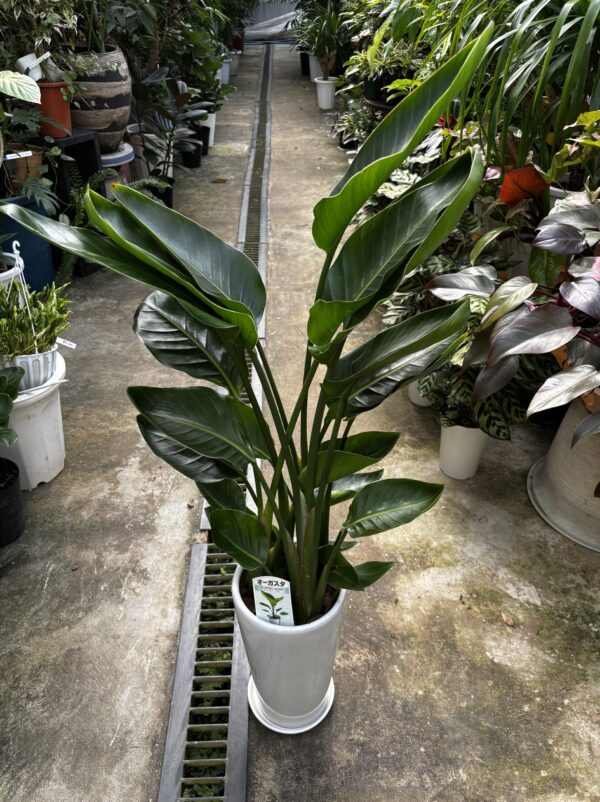 ストレリチア オーガスタ 7号 高さ約120cm ストレリチア・オーガスタ 7号 陶器鉢 | Plants Shop Big Smile 通販