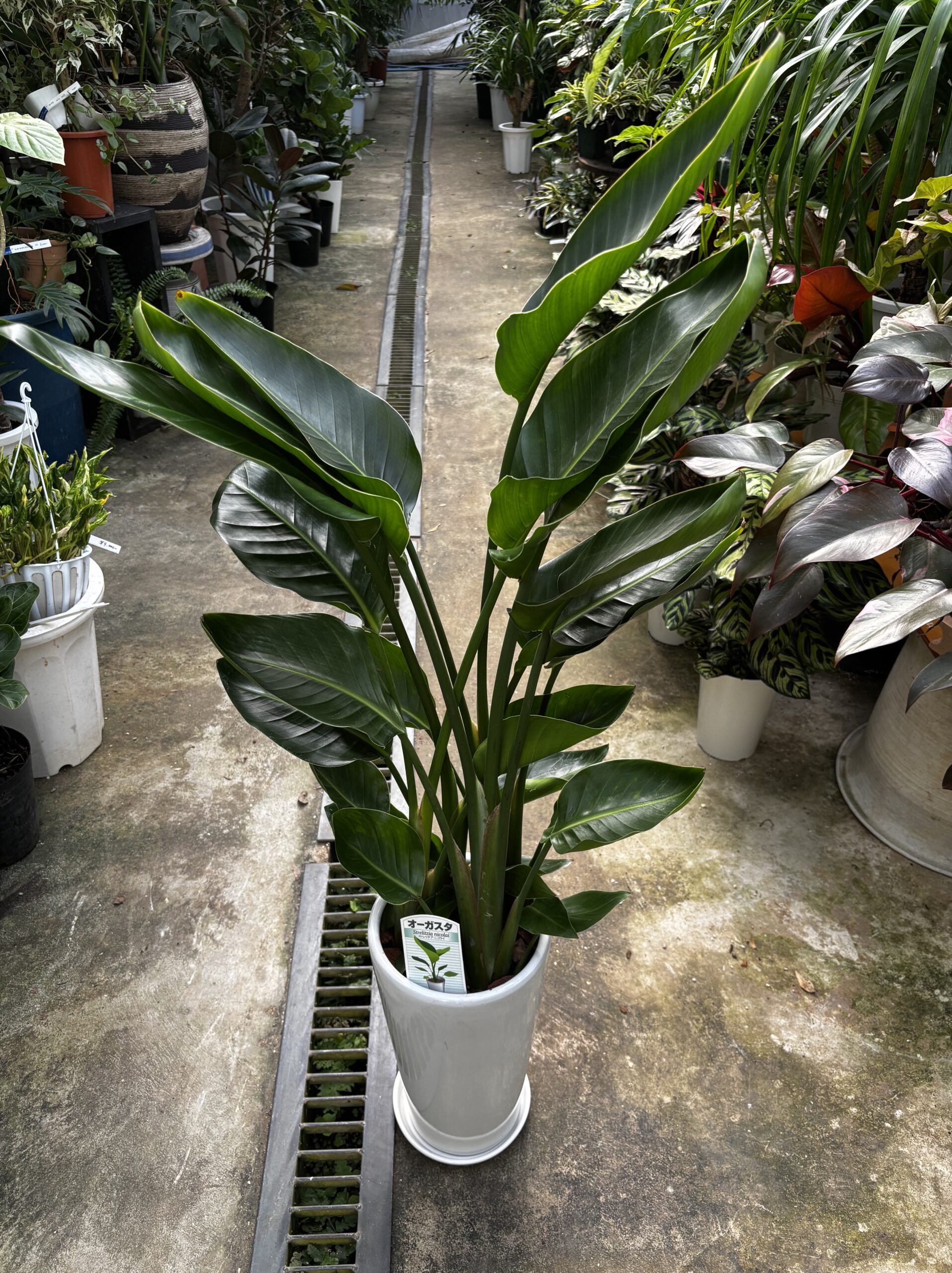 ストレリチア・オーガスタ　7号　陶器鉢 - 画像 (4)