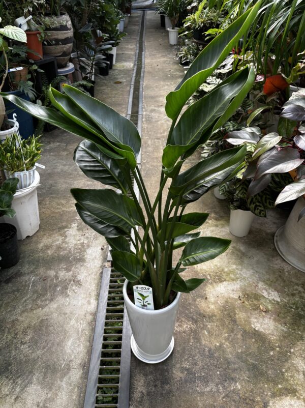 ストレリチア オーガスタ 7号 高さ約120cm ストレリチア・オーガスタ 7号 陶器鉢 | Plants Shop Big Smile 通販