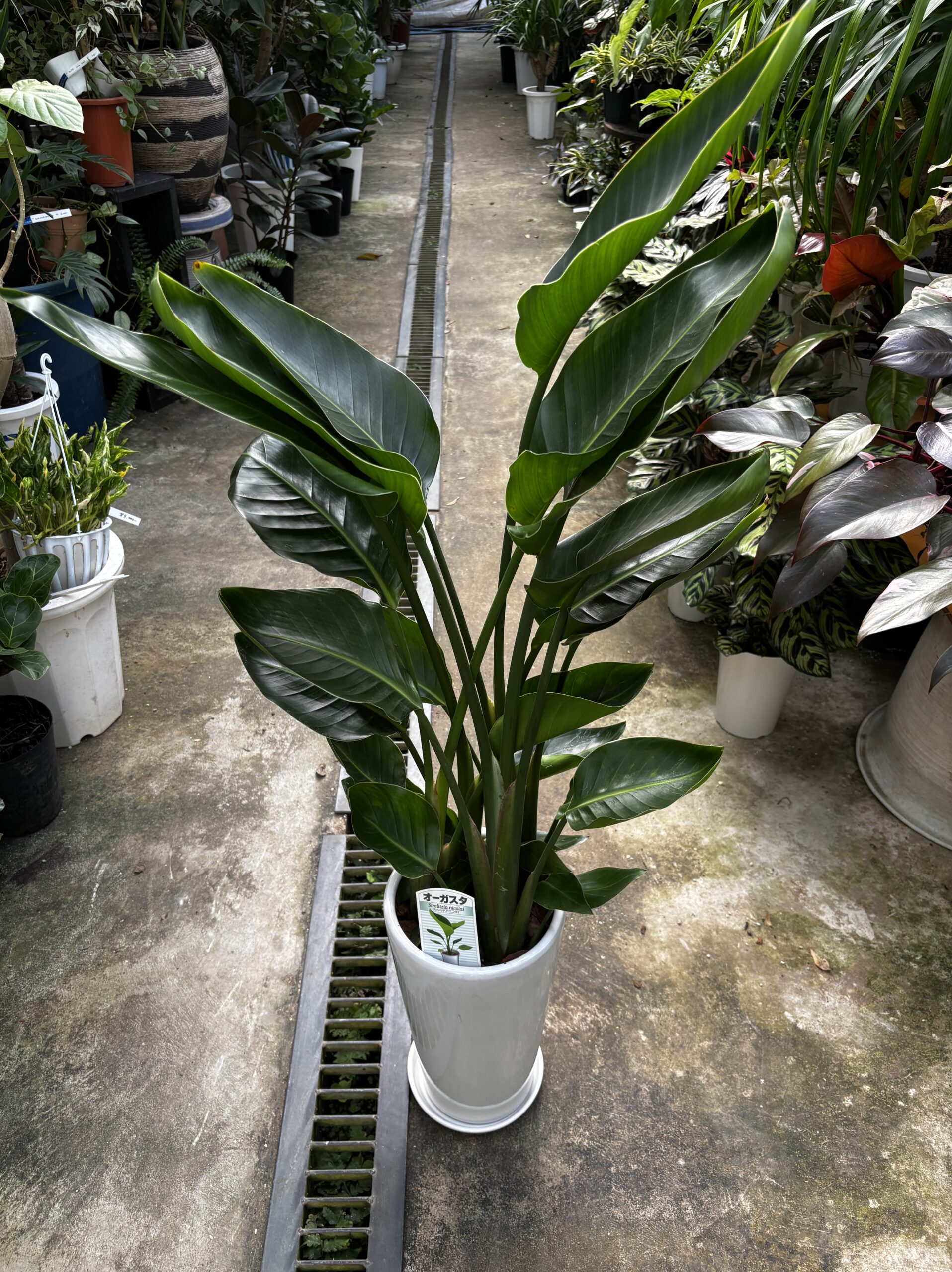 ストレリチア・オーガスタ 7号 陶器鉢