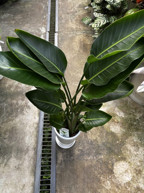 ストレリチア・オーガスタ 7号 陶器鉢 | Plants Shop Big Smile 通販