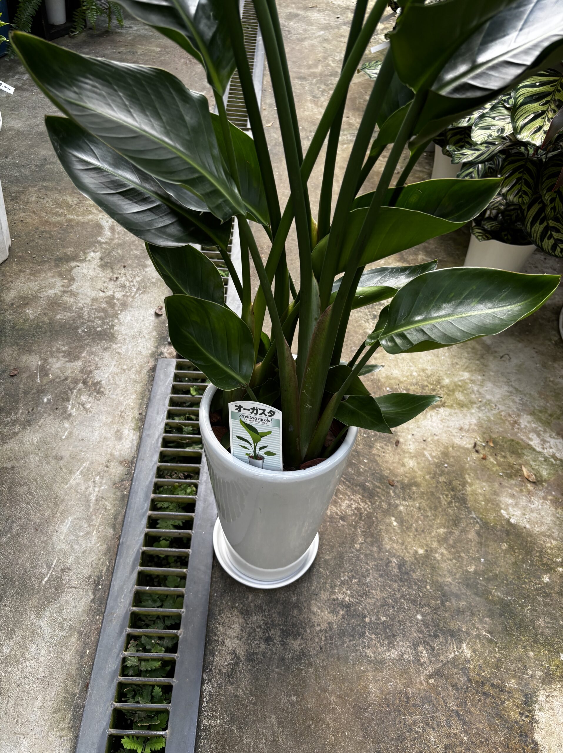 ストレリチア・オーガスタ　7号　陶器鉢 - 画像 (3)